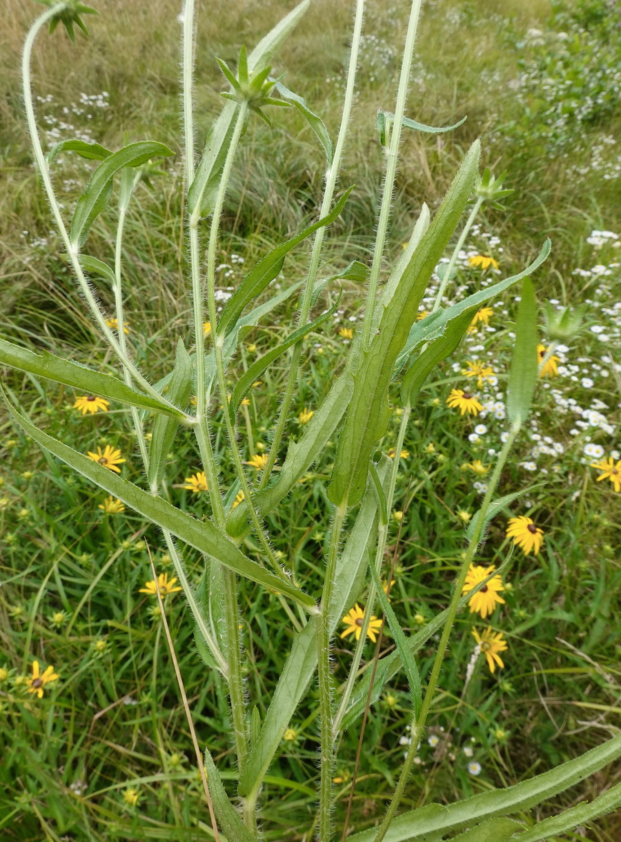 Rudbeckia.missouriensis.verw.St-Lemsitz-Teiche.b.Stainz.26.Juli .26.JPG