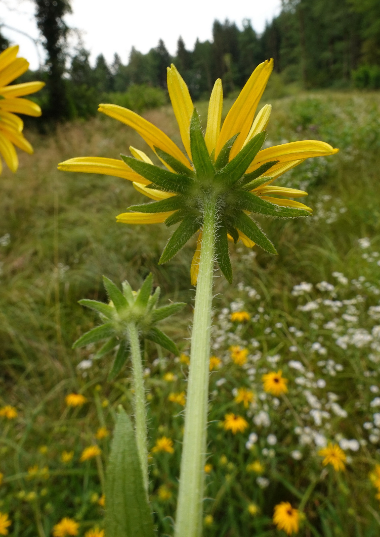 Rudbeckia.missouriensis.verw.St-Lemsitz-Teiche.b.Stainz 26.Juli.26.JPG
