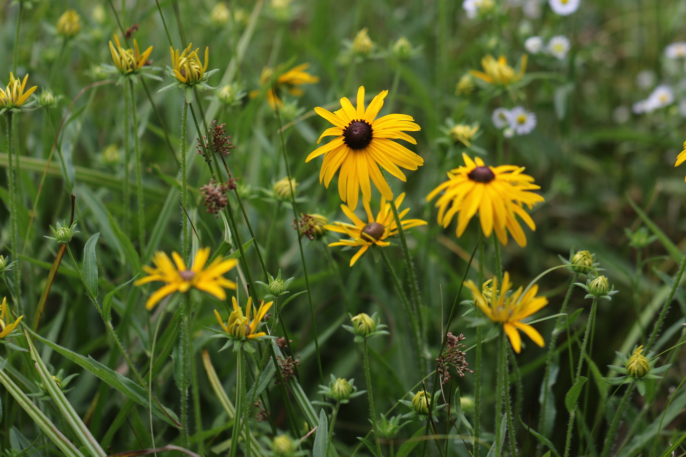 Rudbeckia.missouriensis.verw.St-Lemsitz-Teiche.b.Stainz.26.Juli .2026.JPG
