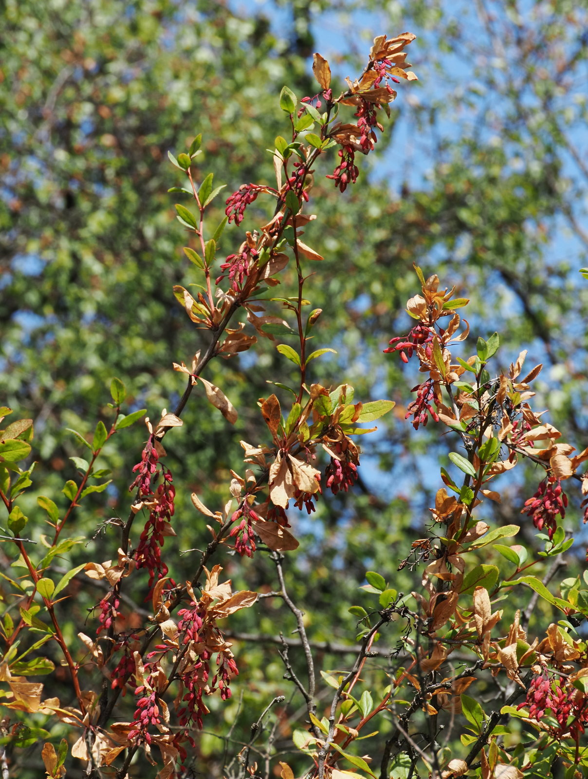 20260718_P7182567_1469_Berberis.jpg