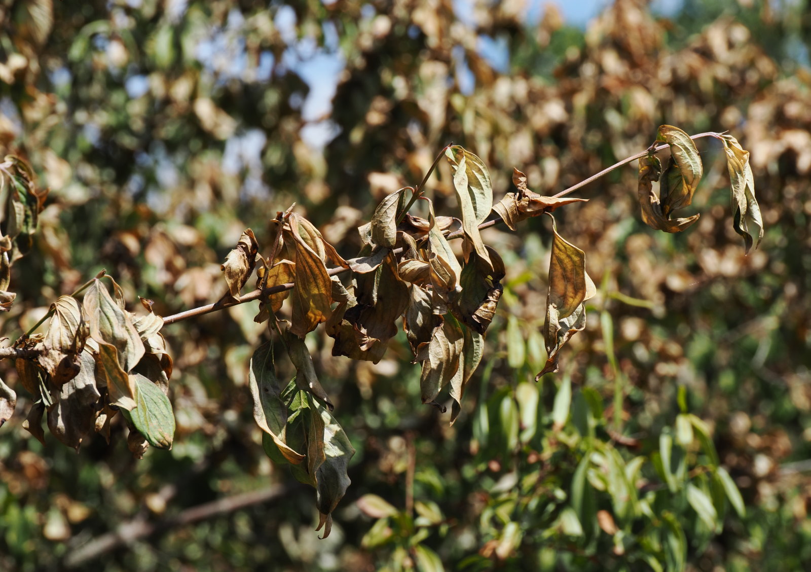 20260718_P7182566_1468_Cornus_mas.jpg