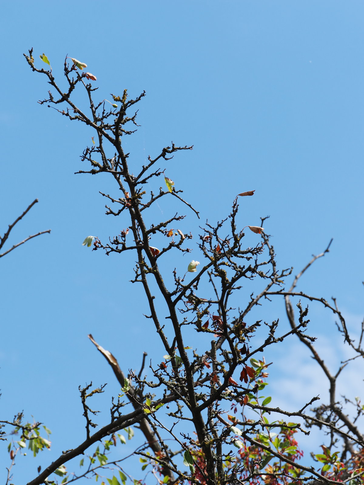 20260718_P7182571_1473_Crataegus_monogyna.jpg