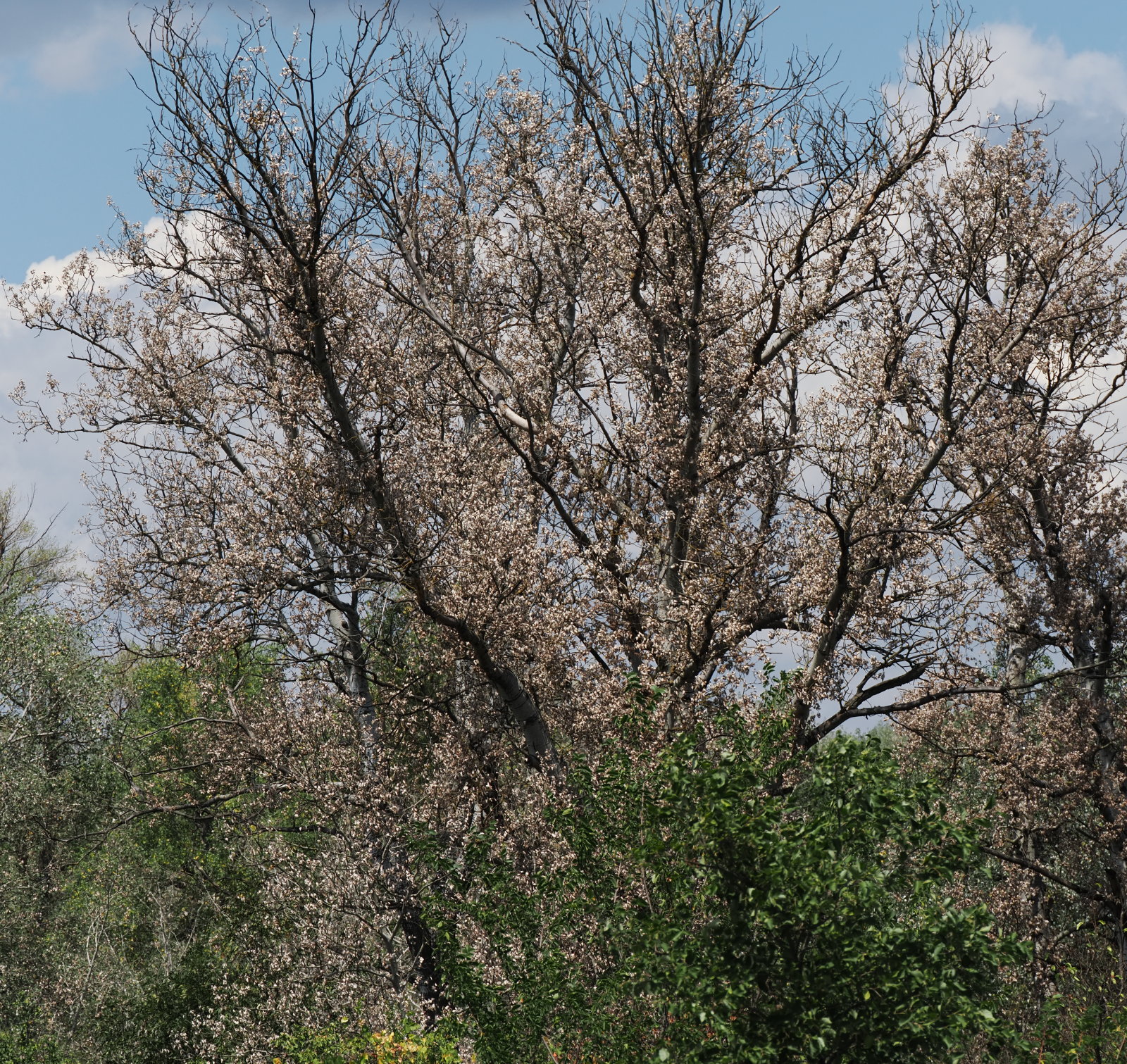 20260718_P7182580_1482_Populus_alba.jpg
