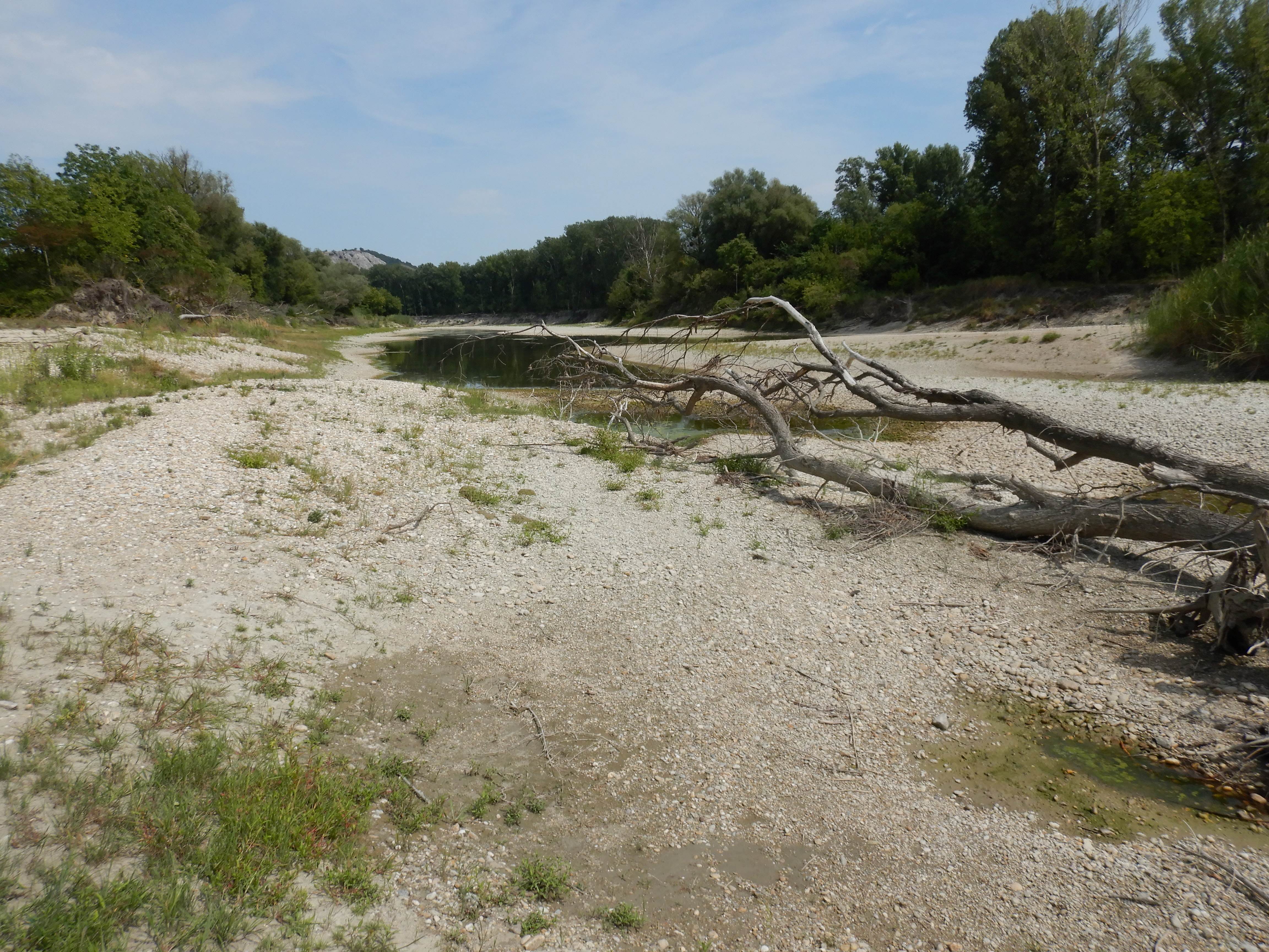 DSCN4256 stopfenreuther au, 2026-07-26, schlammflurfragmente.jpg