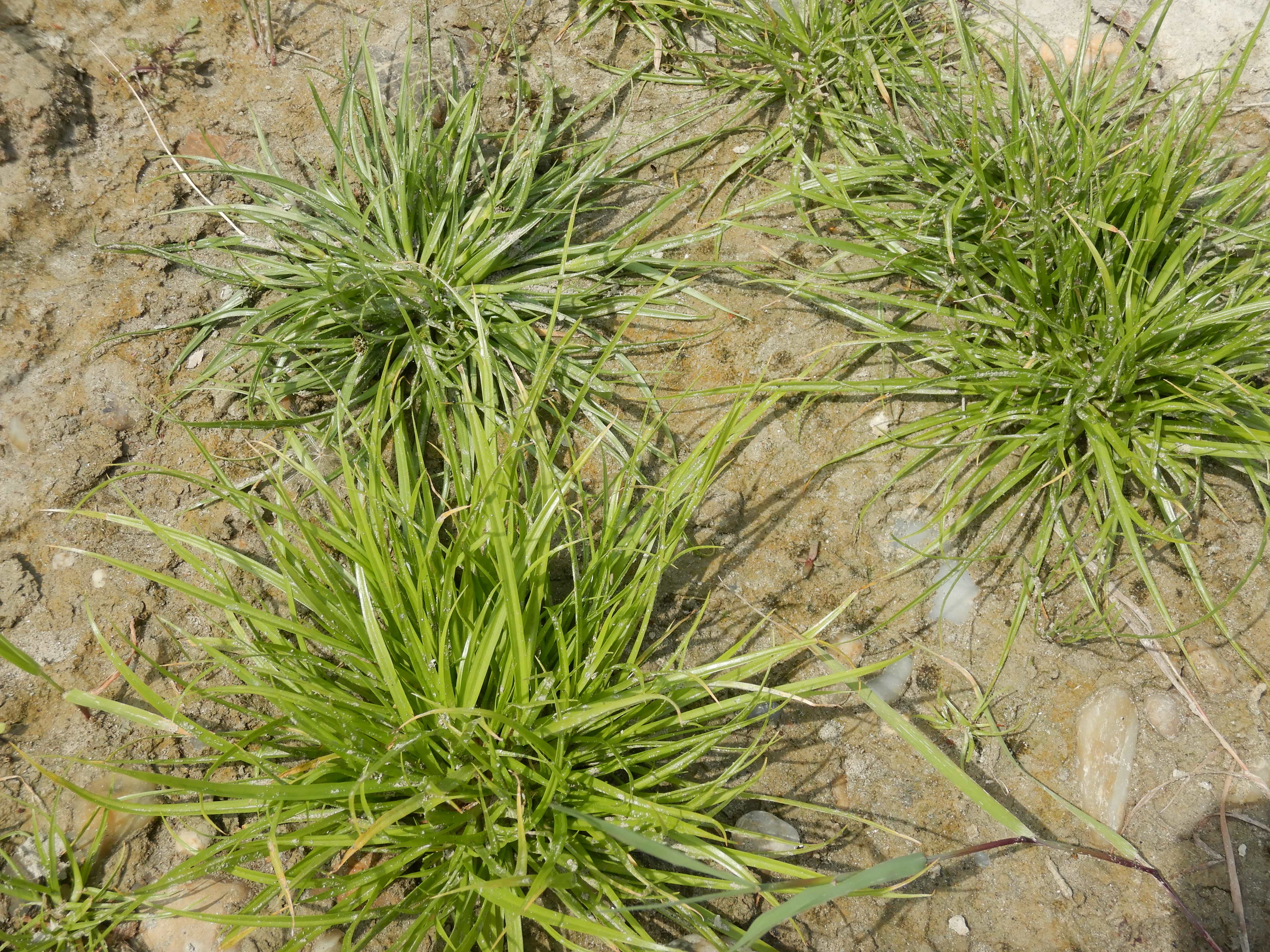 DSCN4254 stopfenreuther au, 2026-07-26, cyperus fuscus.jpg