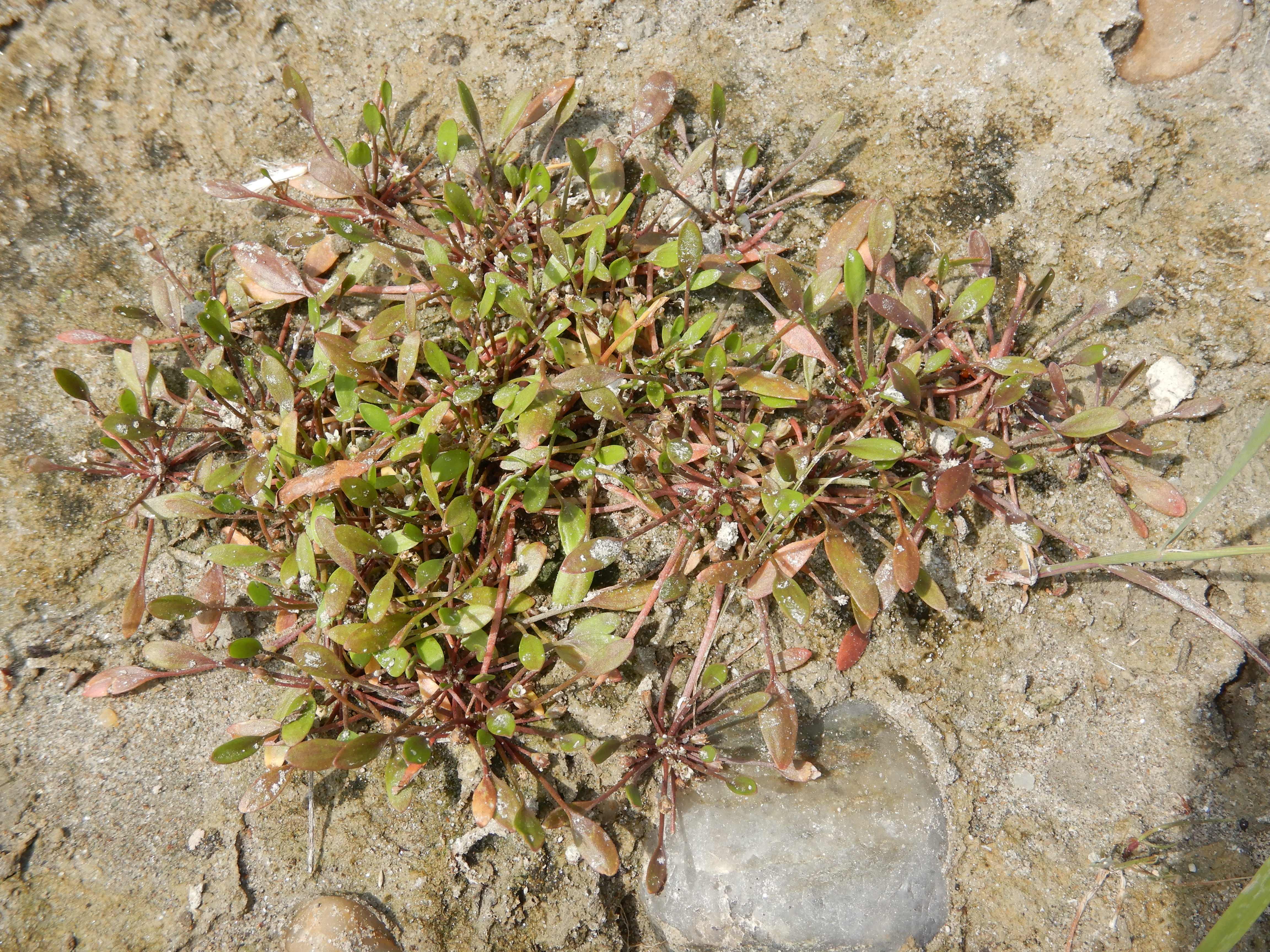 DSCN4255 stopfenreuther au, 2026-07-26, limosella aquatica.jpg