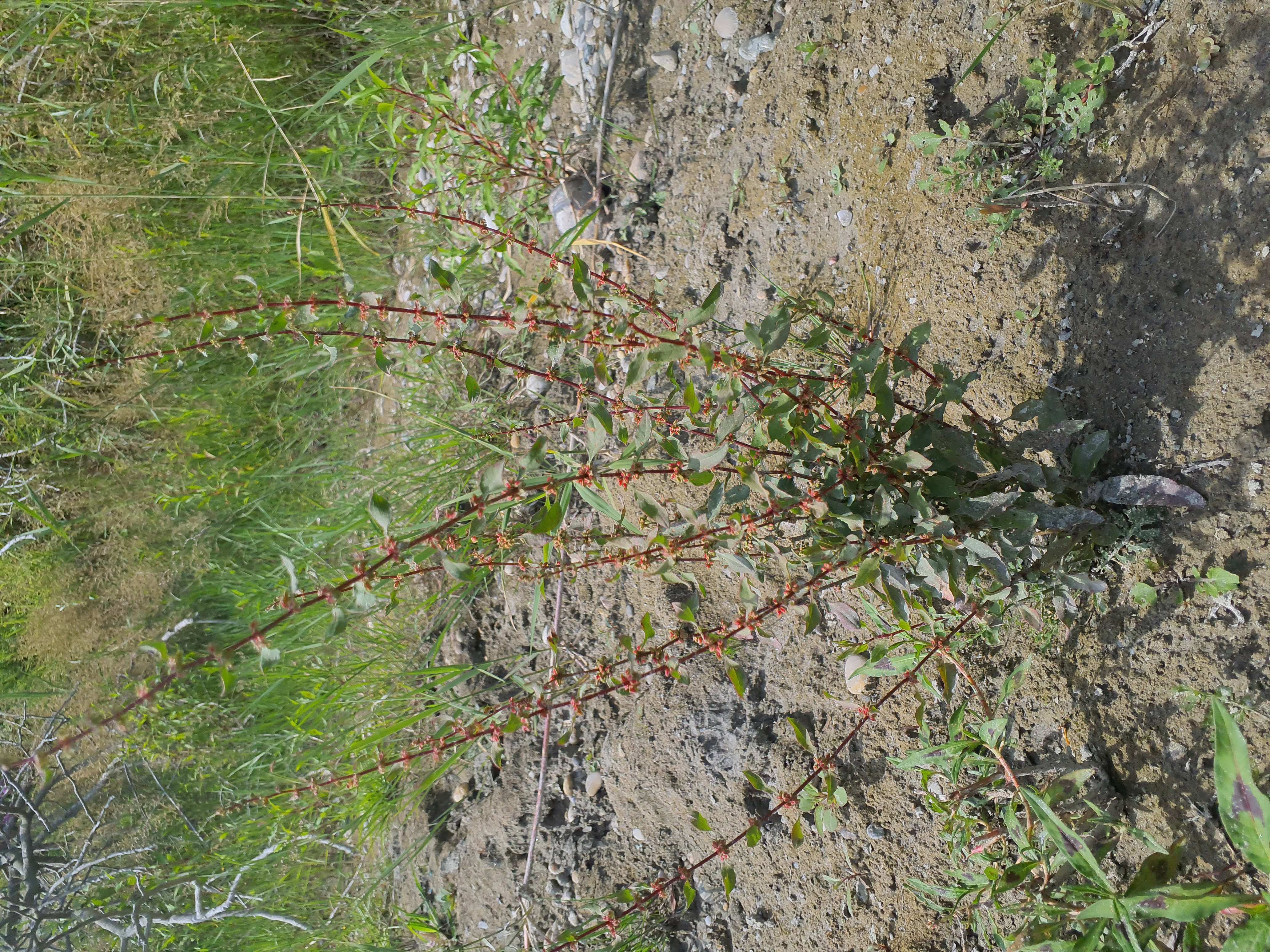 IMG_20260726_150458 stopfenreuther au, 2026-07-26, rumex palustris.jpg