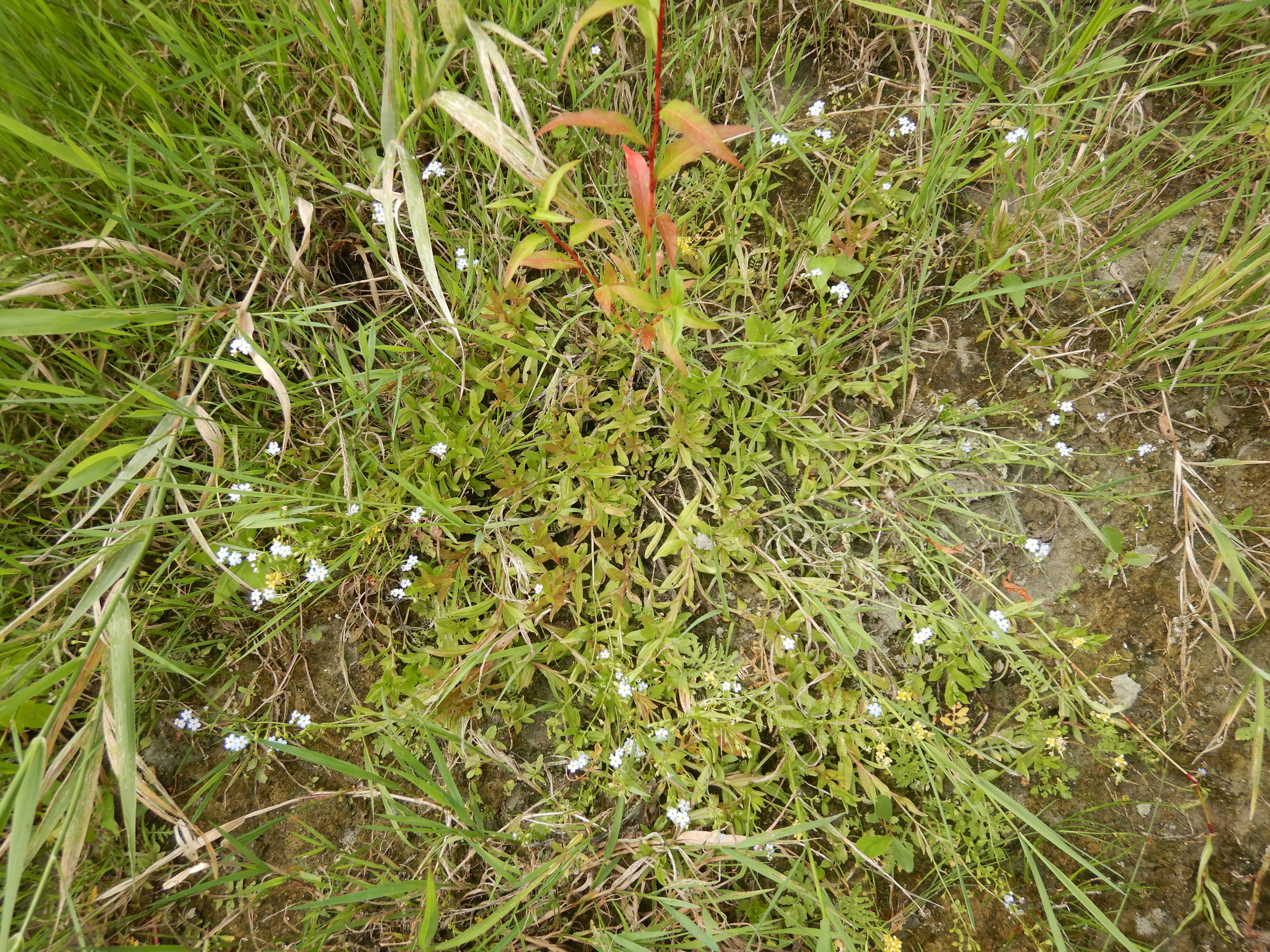 DSCN4353 stopfenreuther au, 2026-07-26, myosotis scorpioides.jpg