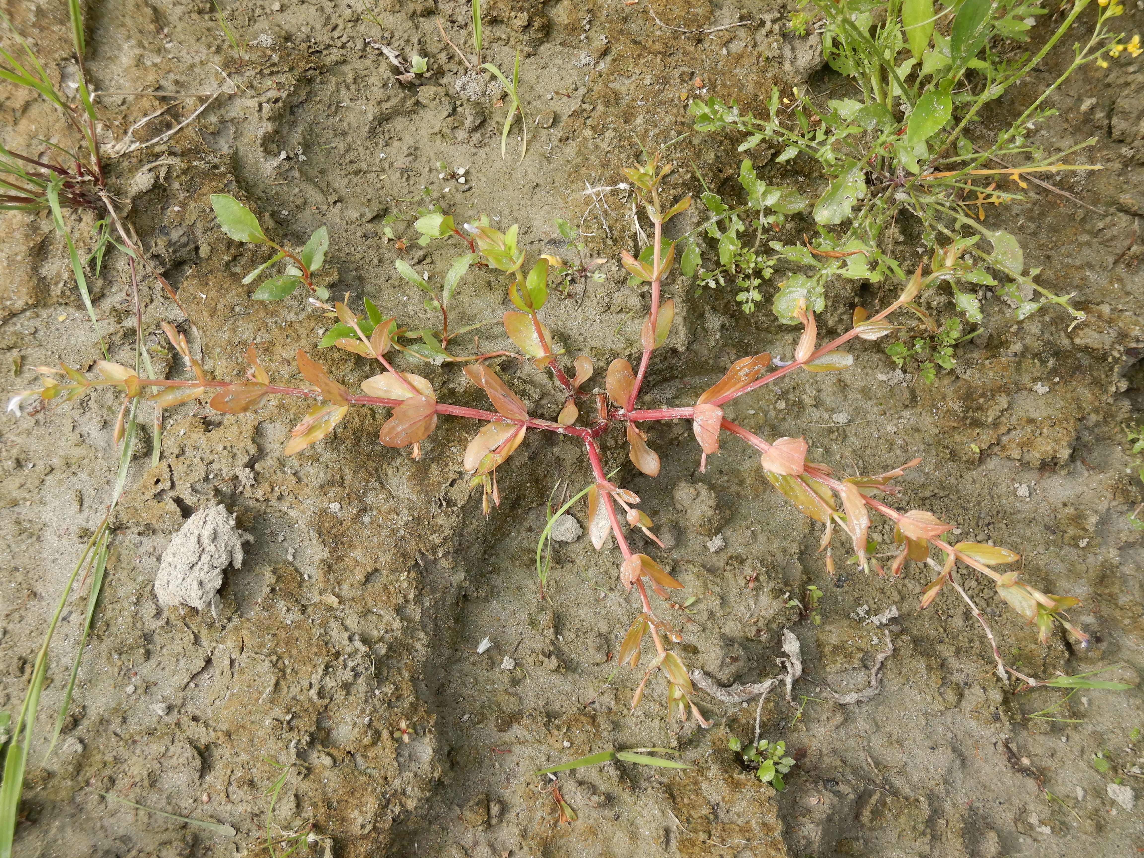 DSCN4355 stopfenreuther au, 2026-07-26, lindernia dubia.jpg