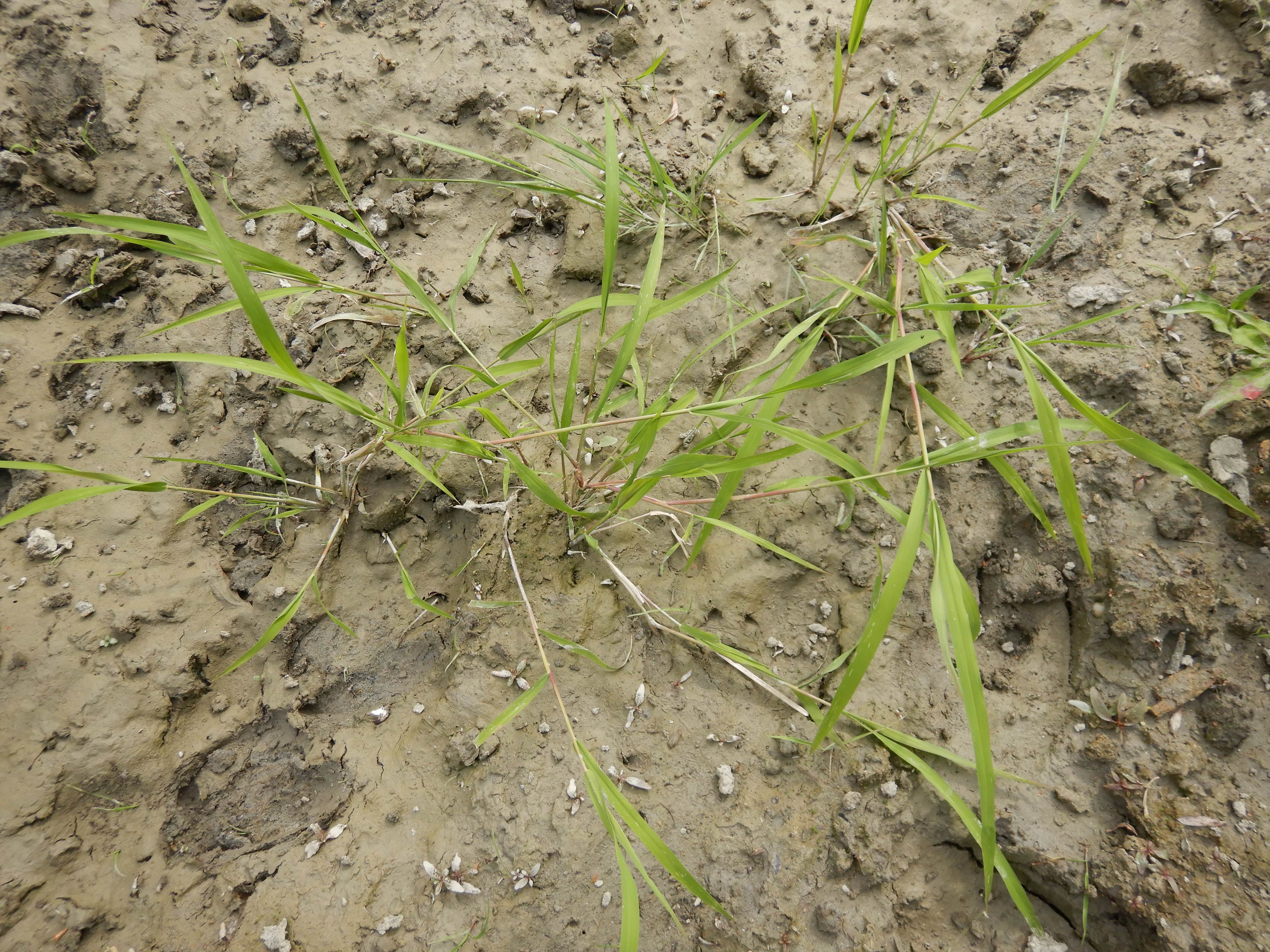 DSCN4357 stopfenreuther au, 2026-07-26, leersia oryzoides.jpg