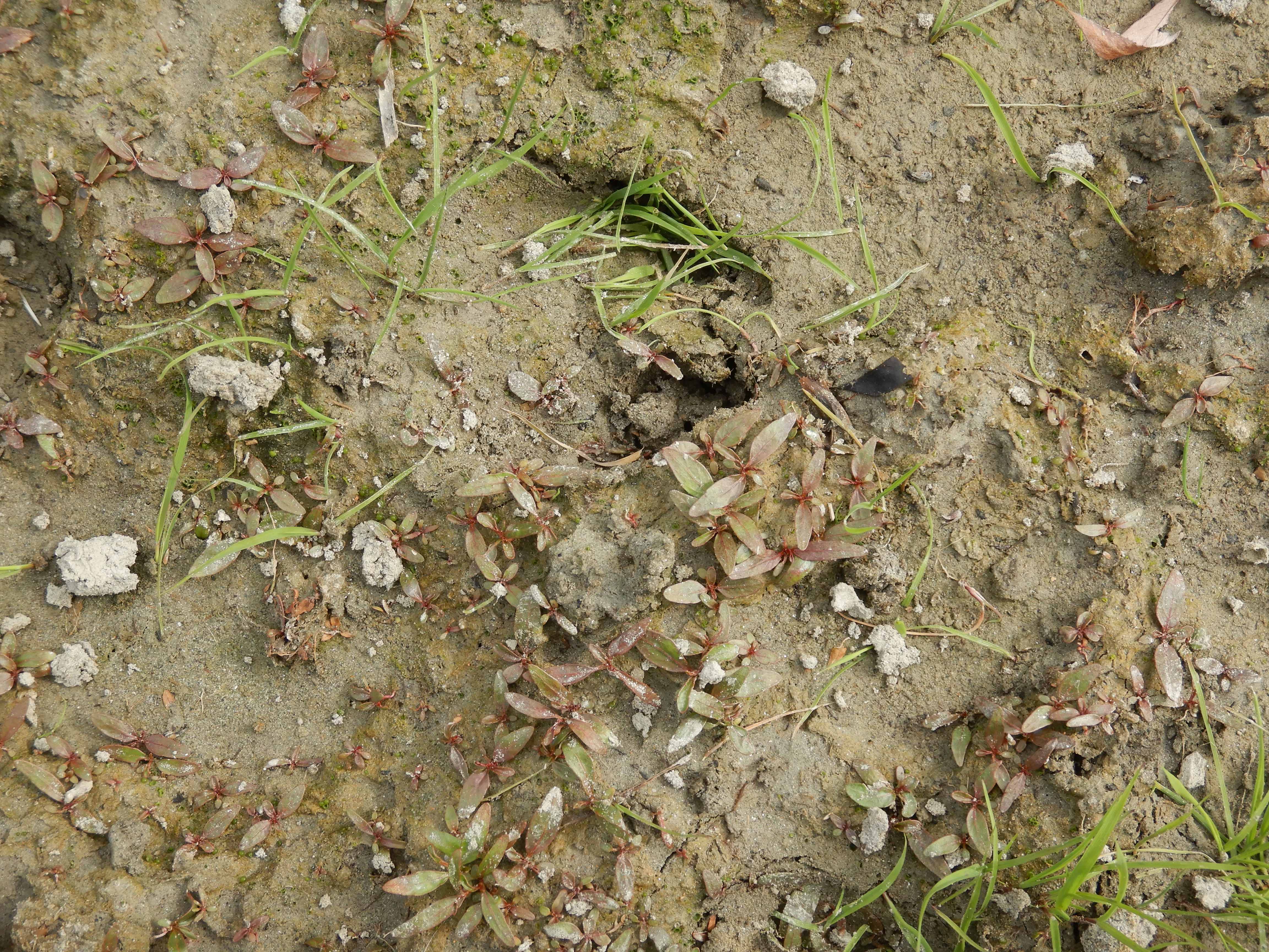 DSCN4359 stopfenreuther au, 2026-07-26, planta sp..jpg