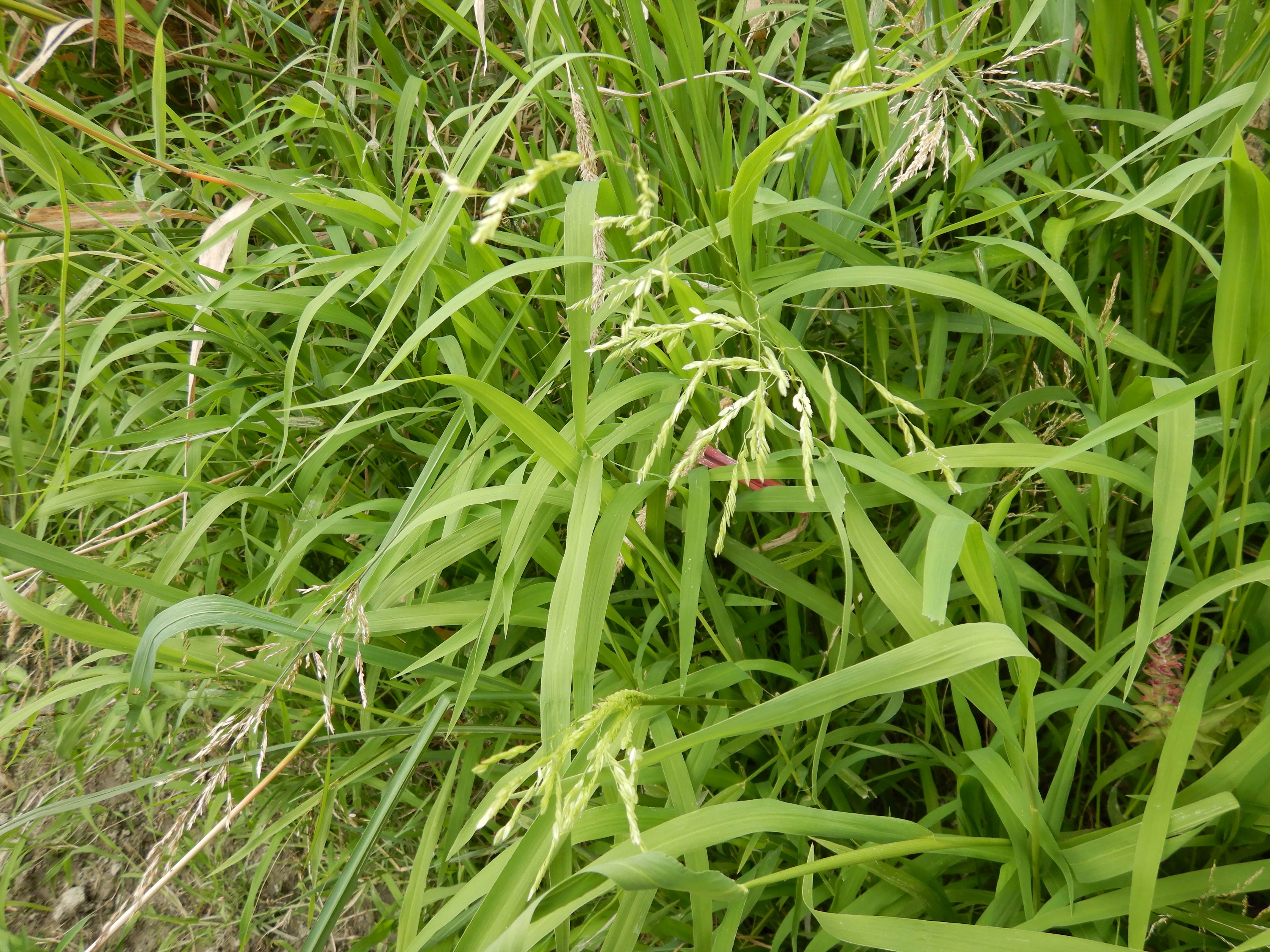 DSCN4392 stopfenreuther au, 2026-07-26, leersia oryzoides.jpg