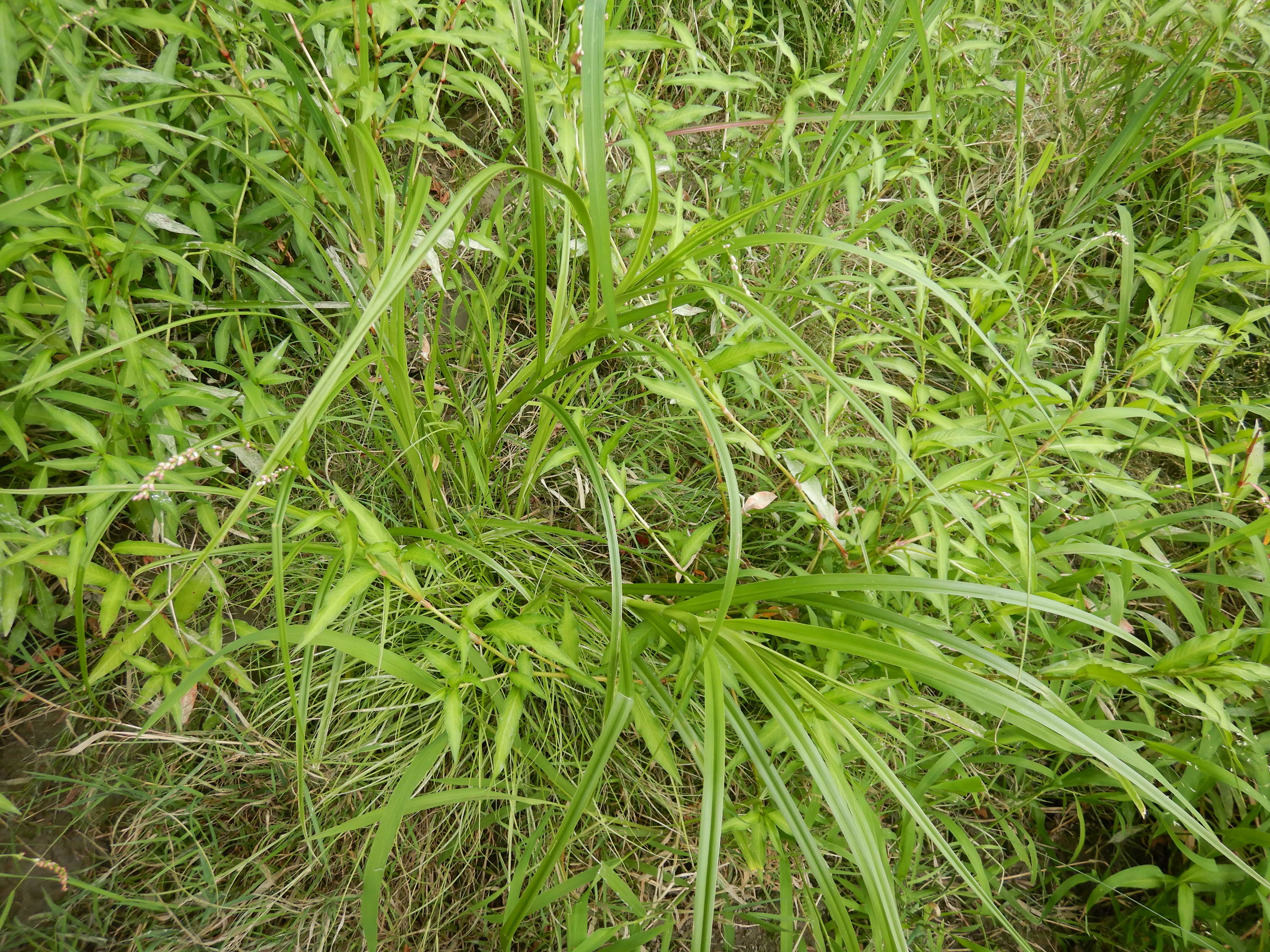 DSCN4404 stopfenreuther au, 2026-07-26, scirpus radicans.jpg