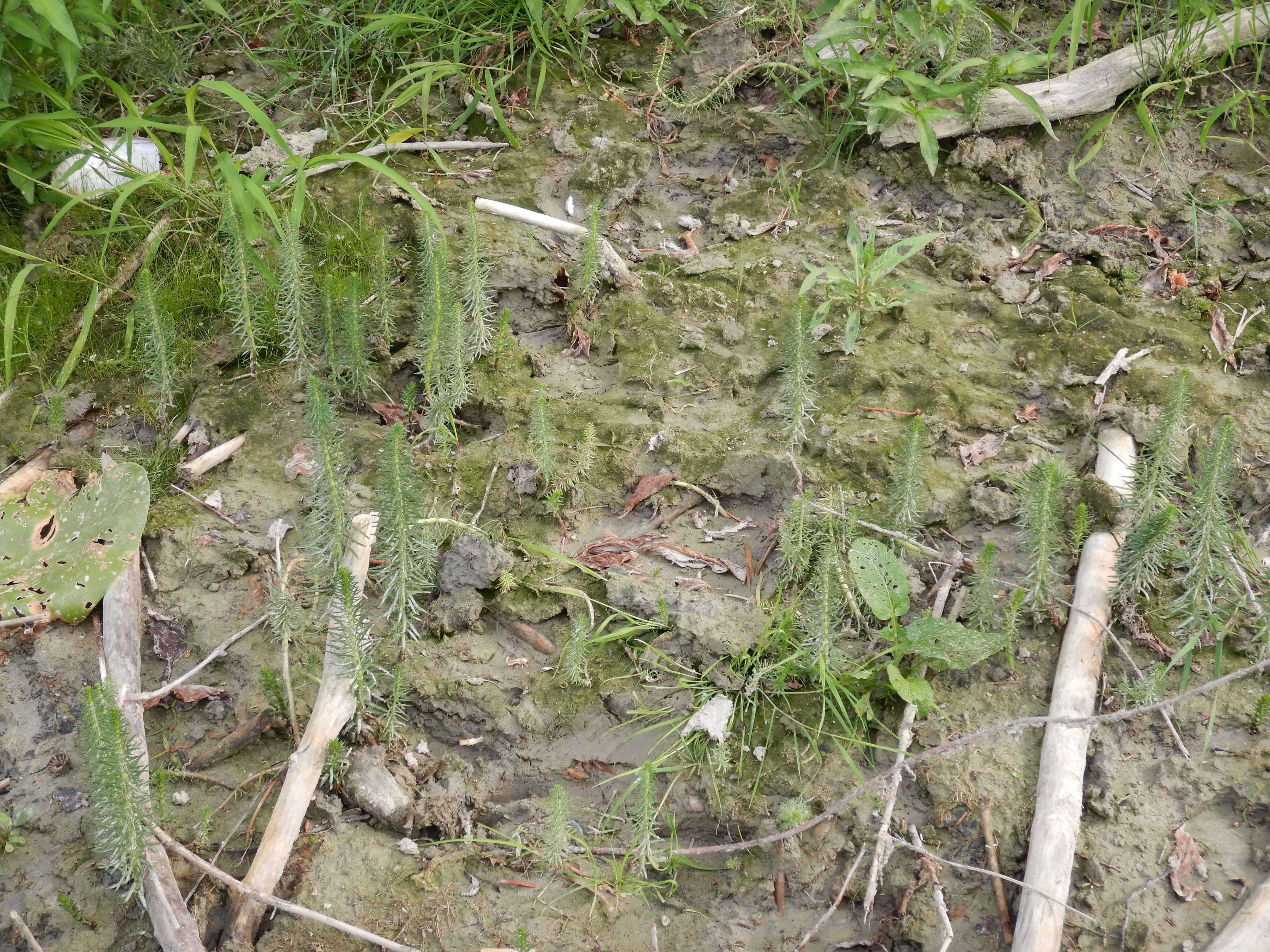 DSCN4419 stopfenreuther au, 2026-07-26, hippuris vulgaris.jpg