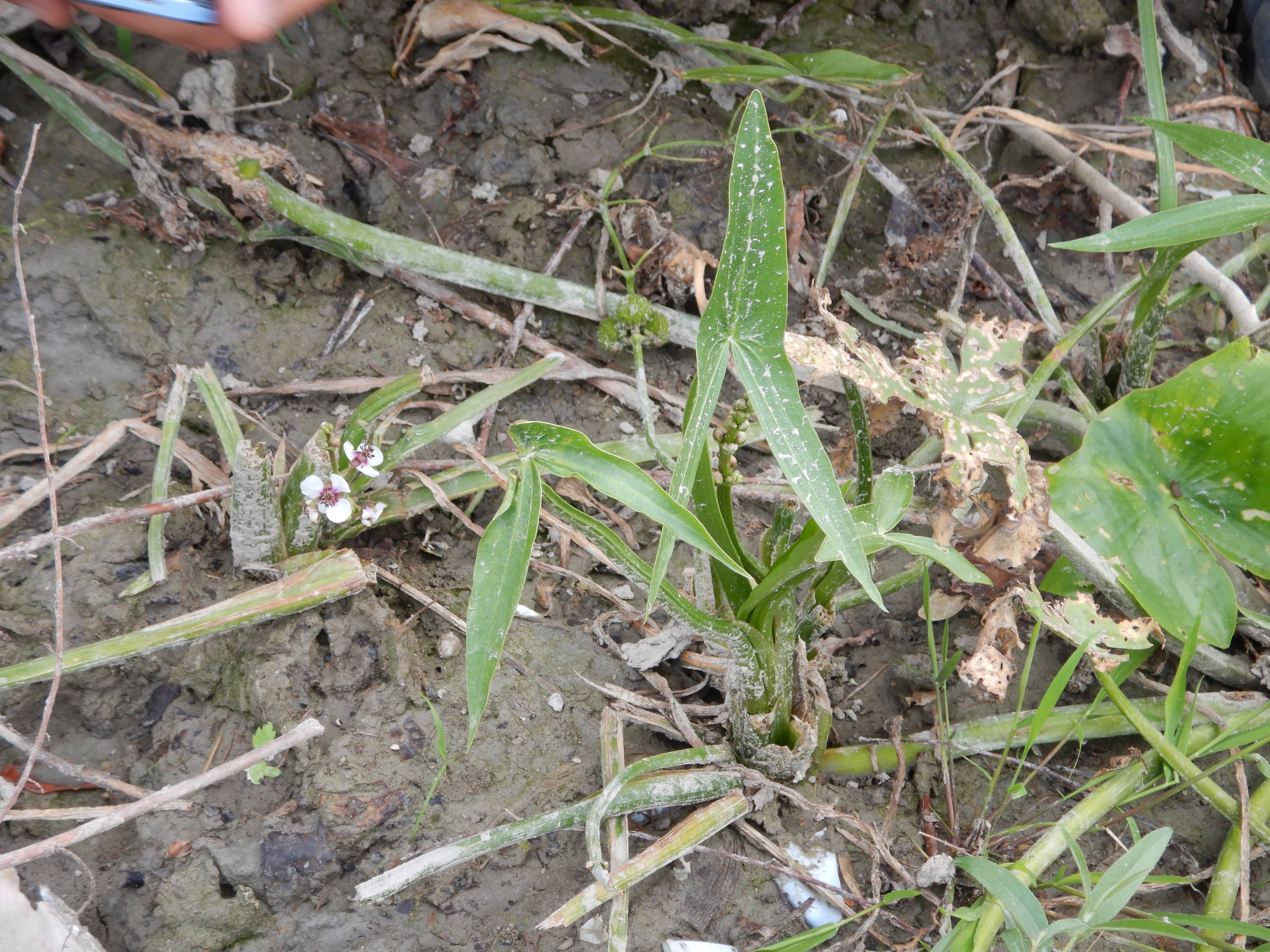 DSCN4428 stopfenreuther au, 2026-07-26, sagittaria sagittifolia.jpg