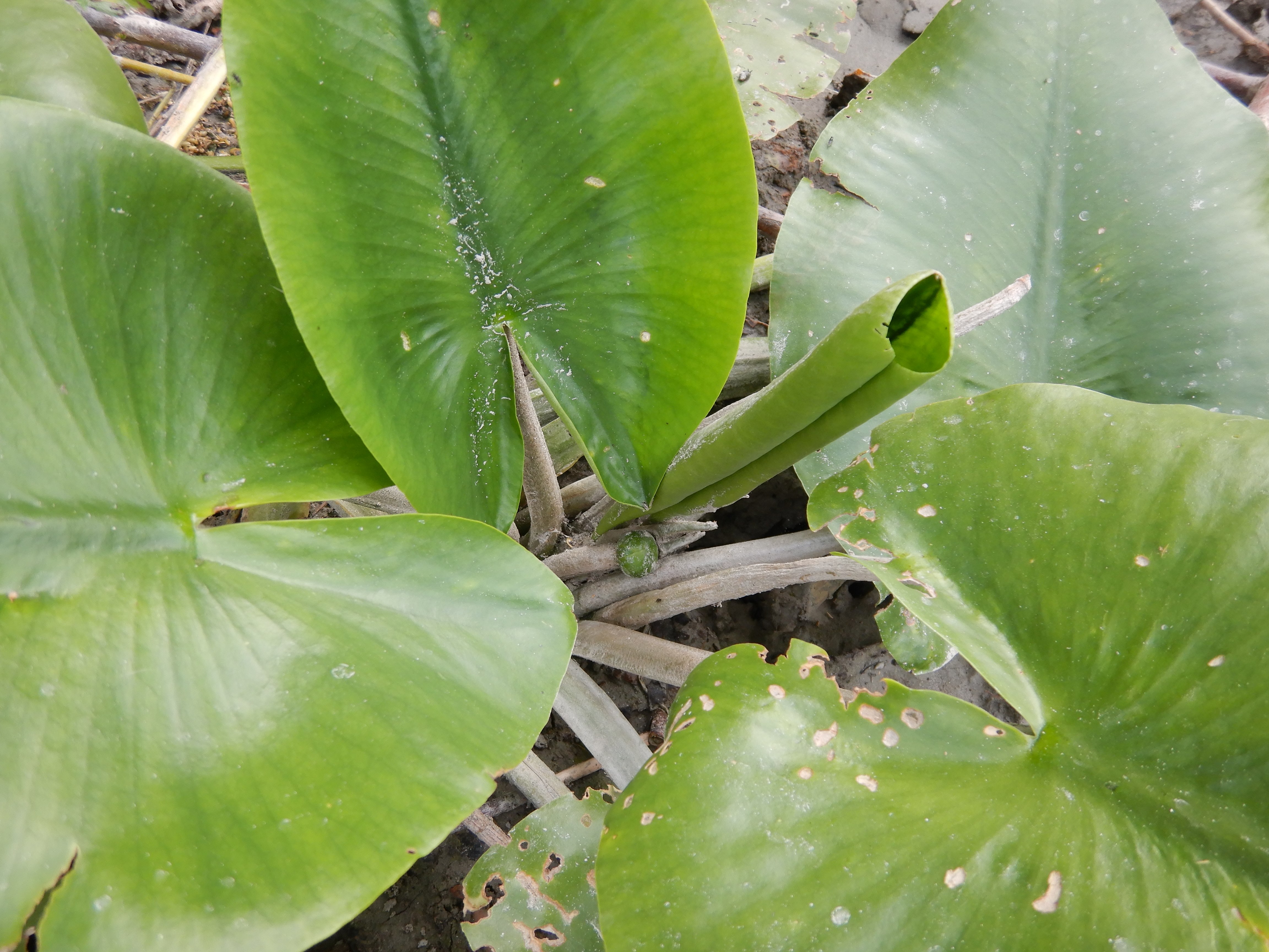 DSCN4430 stopfenreuther au, 2026-07-26, nuphar lutea.jpg