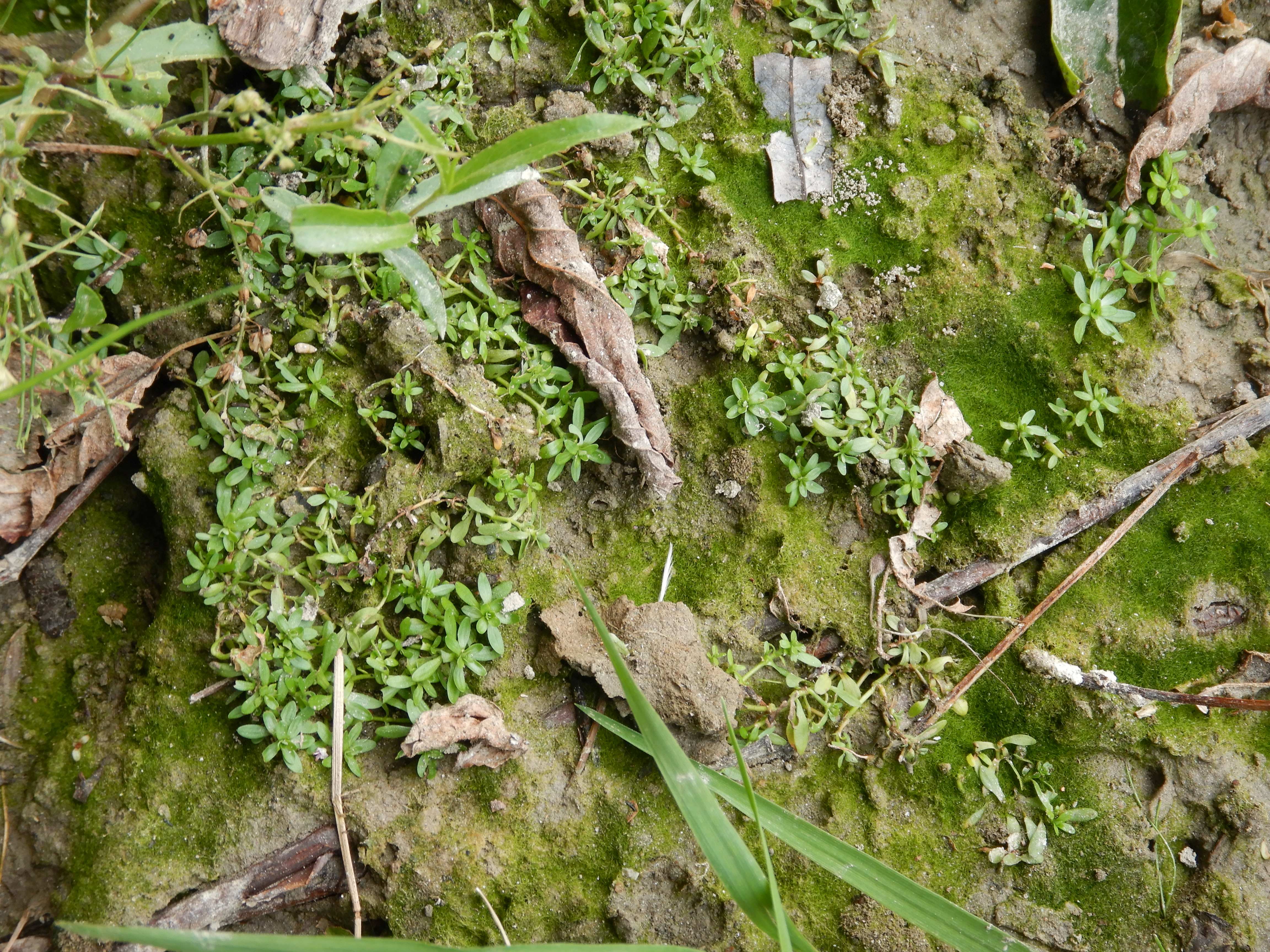 DSCN4431 stopfenreuther au, 2026-07-26, callitriche sp.jpg
