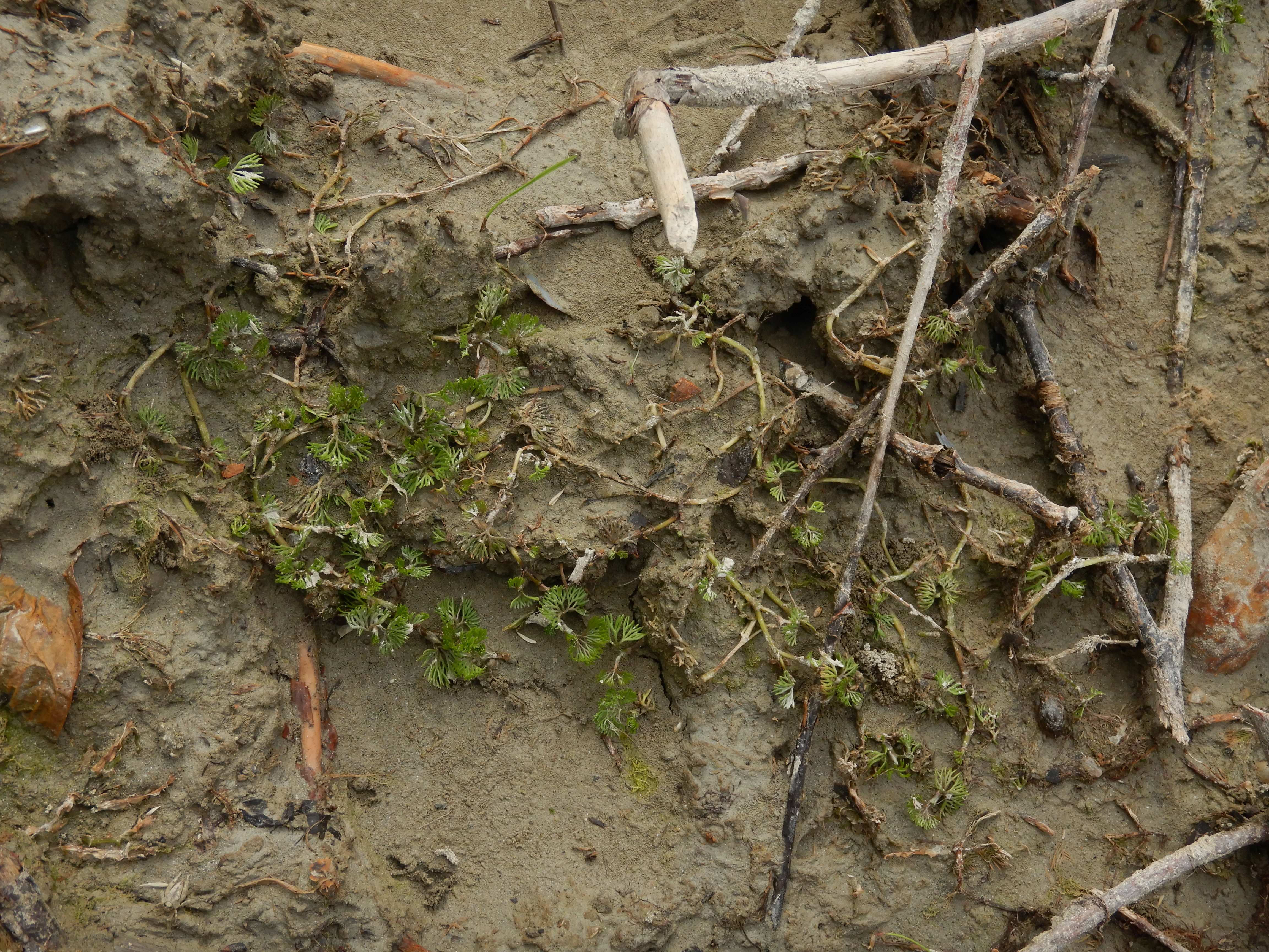 DSCN4449 stopfenreuther au, 2026-07-26, batrachium sp..jpg