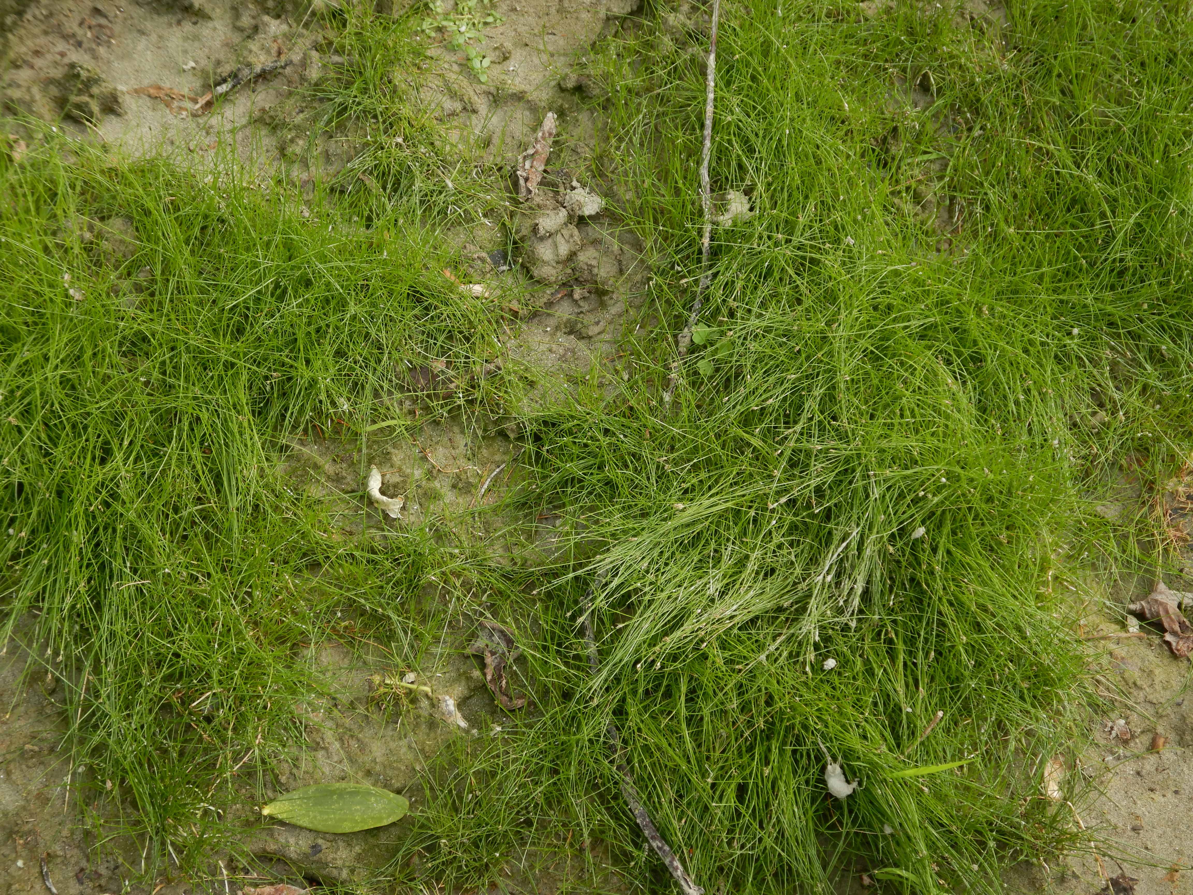 DSCN4452 stopfenreuther au, 2026-07-26, eleocharis acicularis.jpg