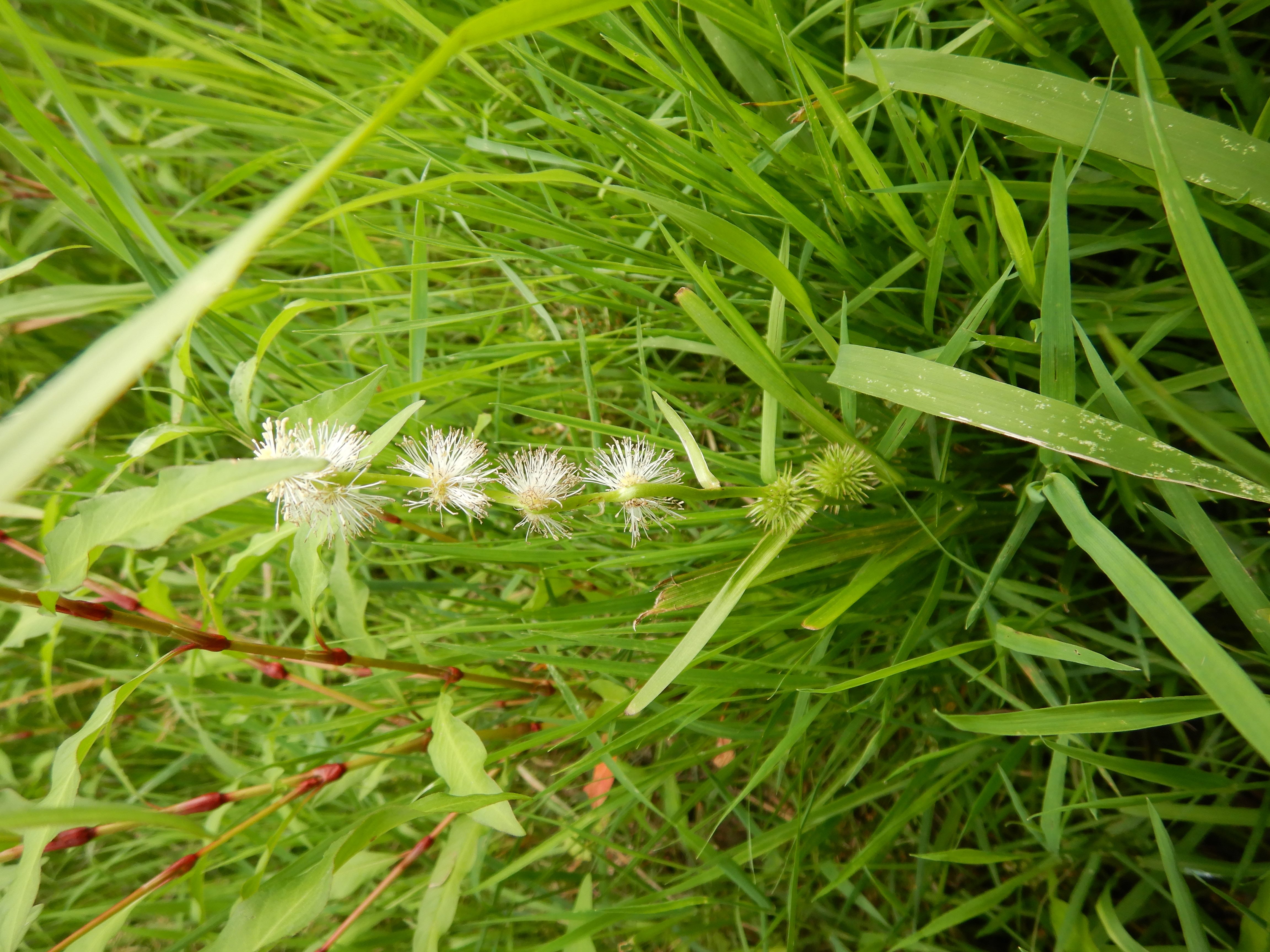 DSCN4454 stopfenreuther au, 2026-07-26, sparganium cf. emersum.jpg