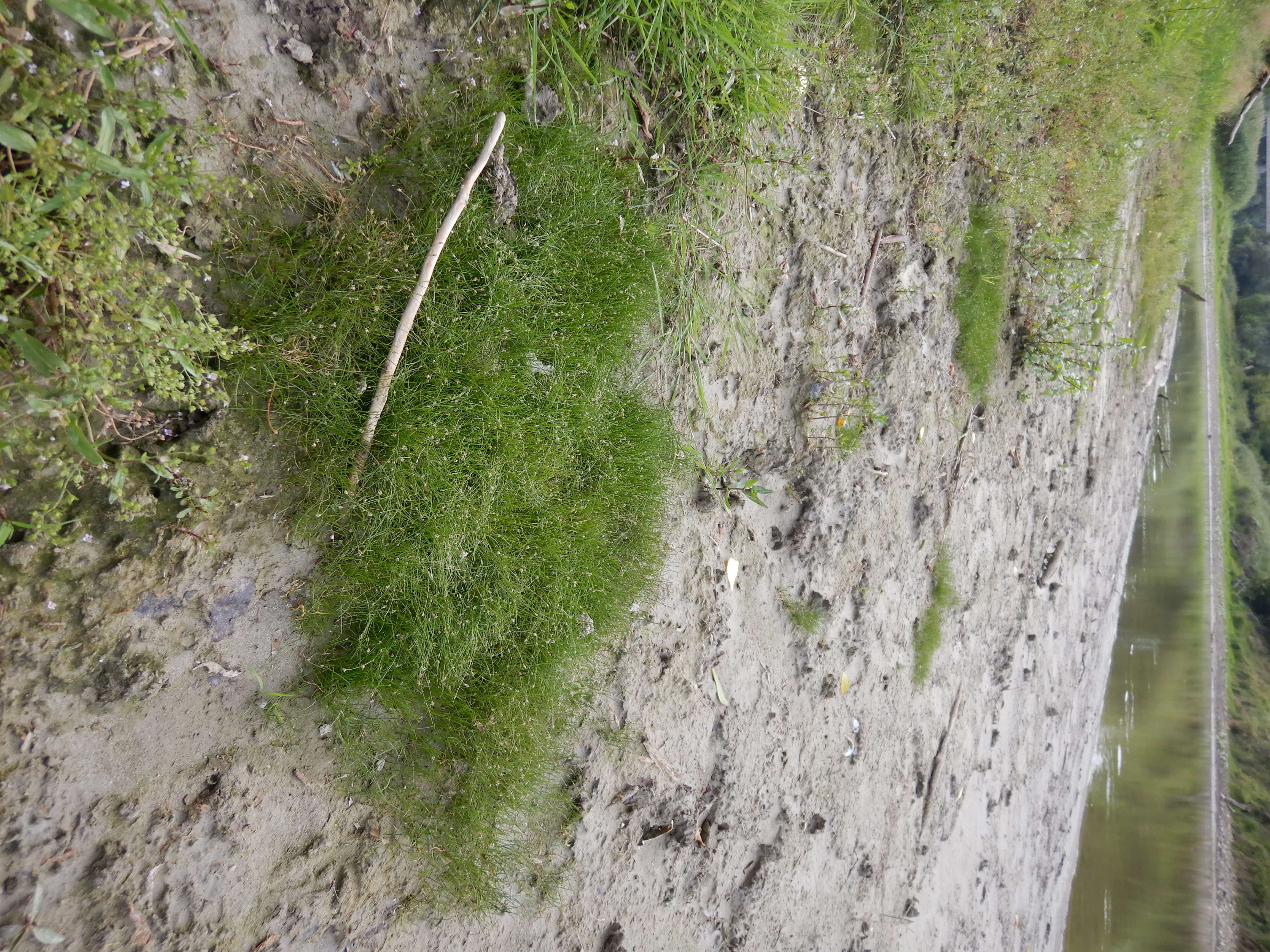 DSCN4457 stopfenreuther au, 2026-07-26, eleocharis acicularis.jpg