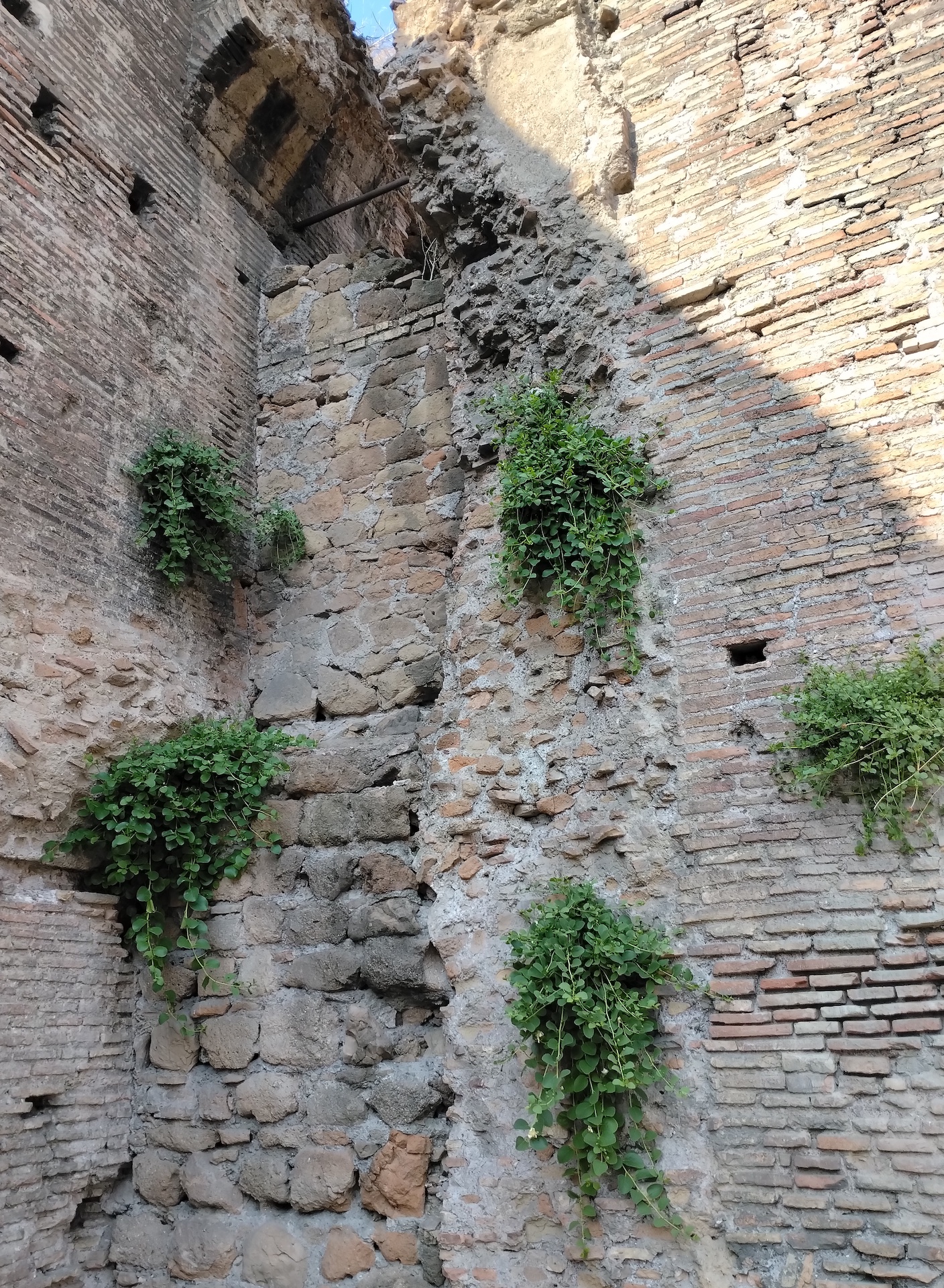 capparis spinosa rom latium italien_20260728_173919.jpg