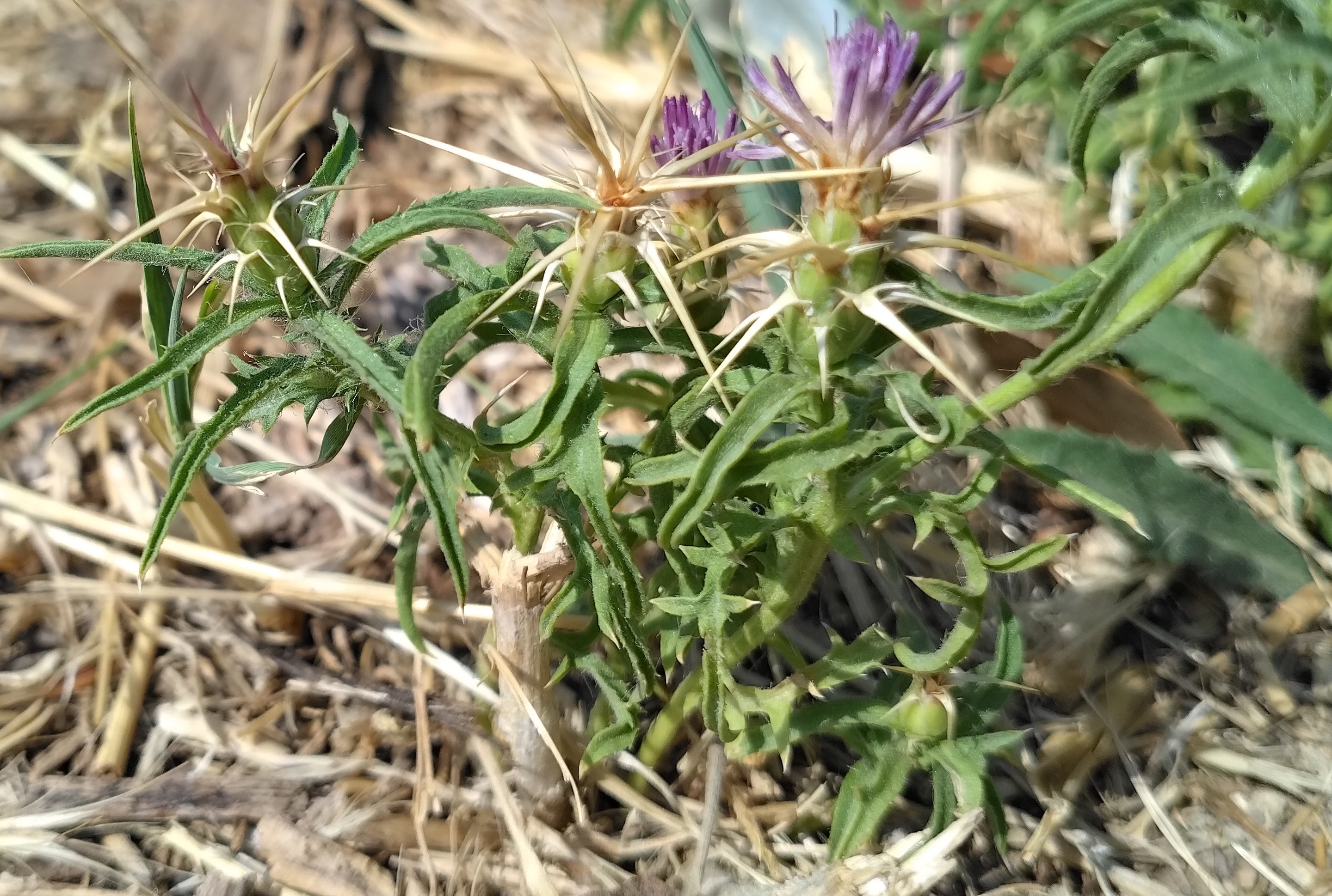 centaurea calcitrapa rom latium italien_20260728_163257.jpg