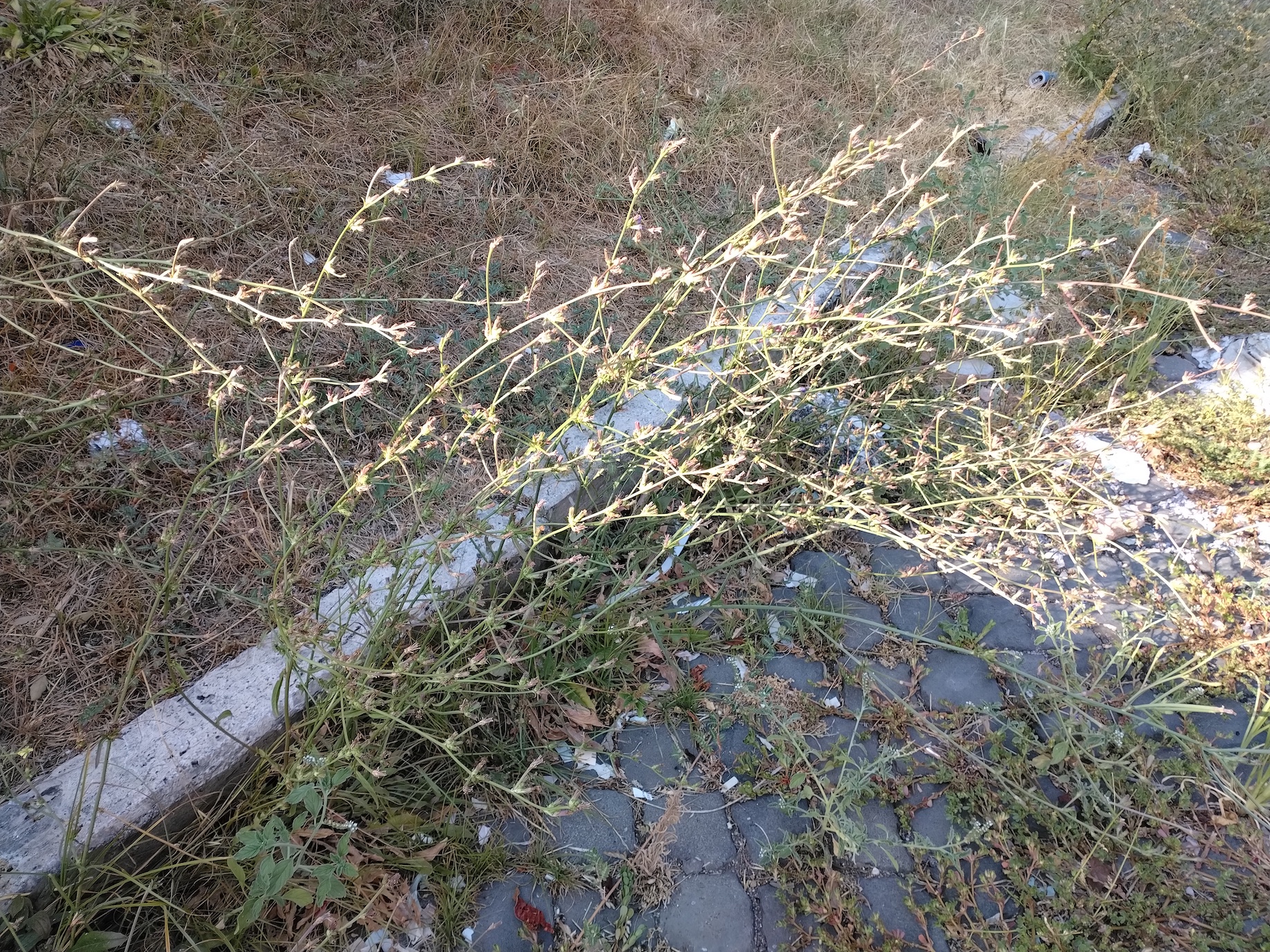 cichorium intybus rom latium italien_20260728_174323.jpg