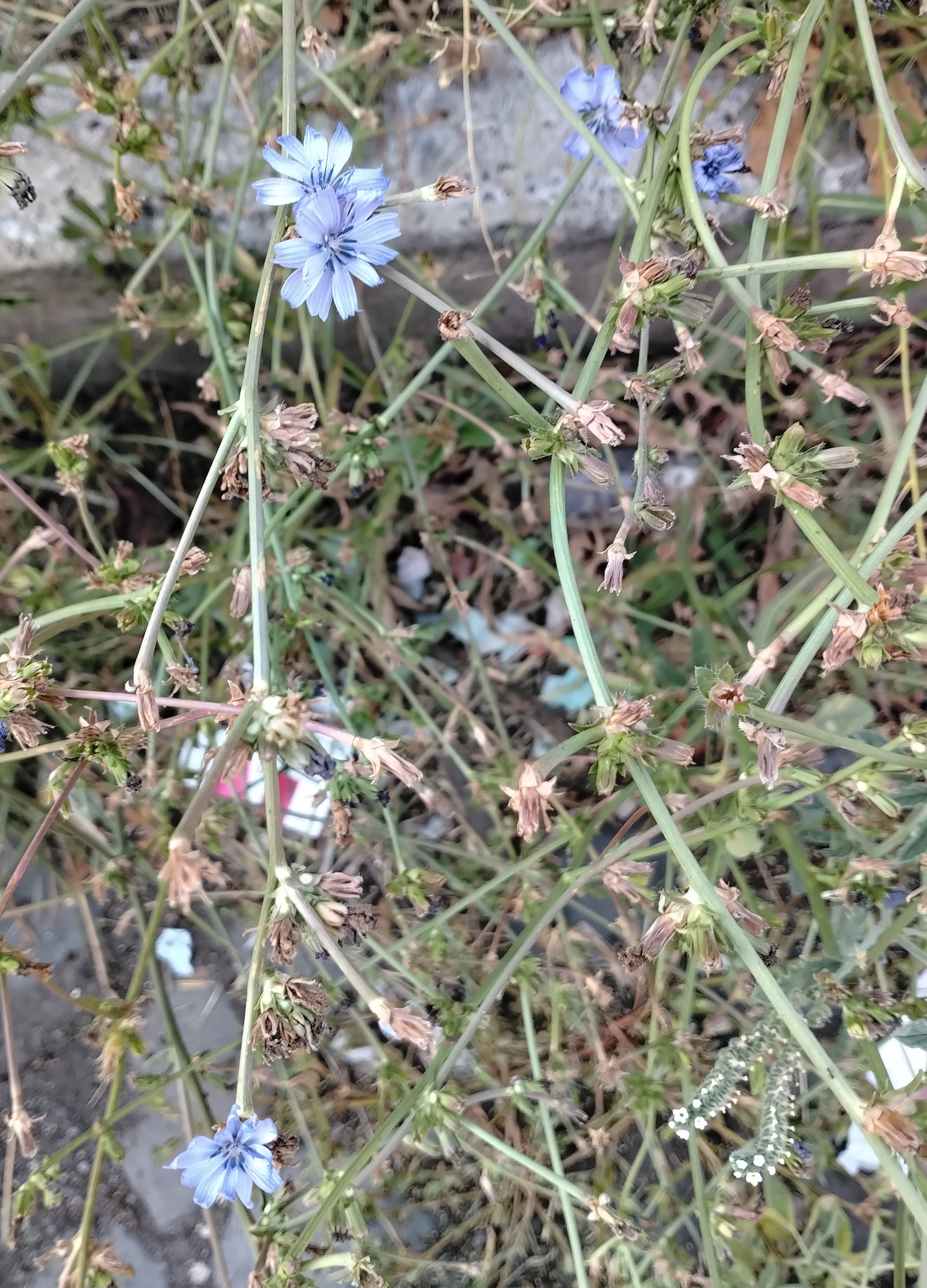 cichorium intybus rom latium italien_20260728_174312.jpg