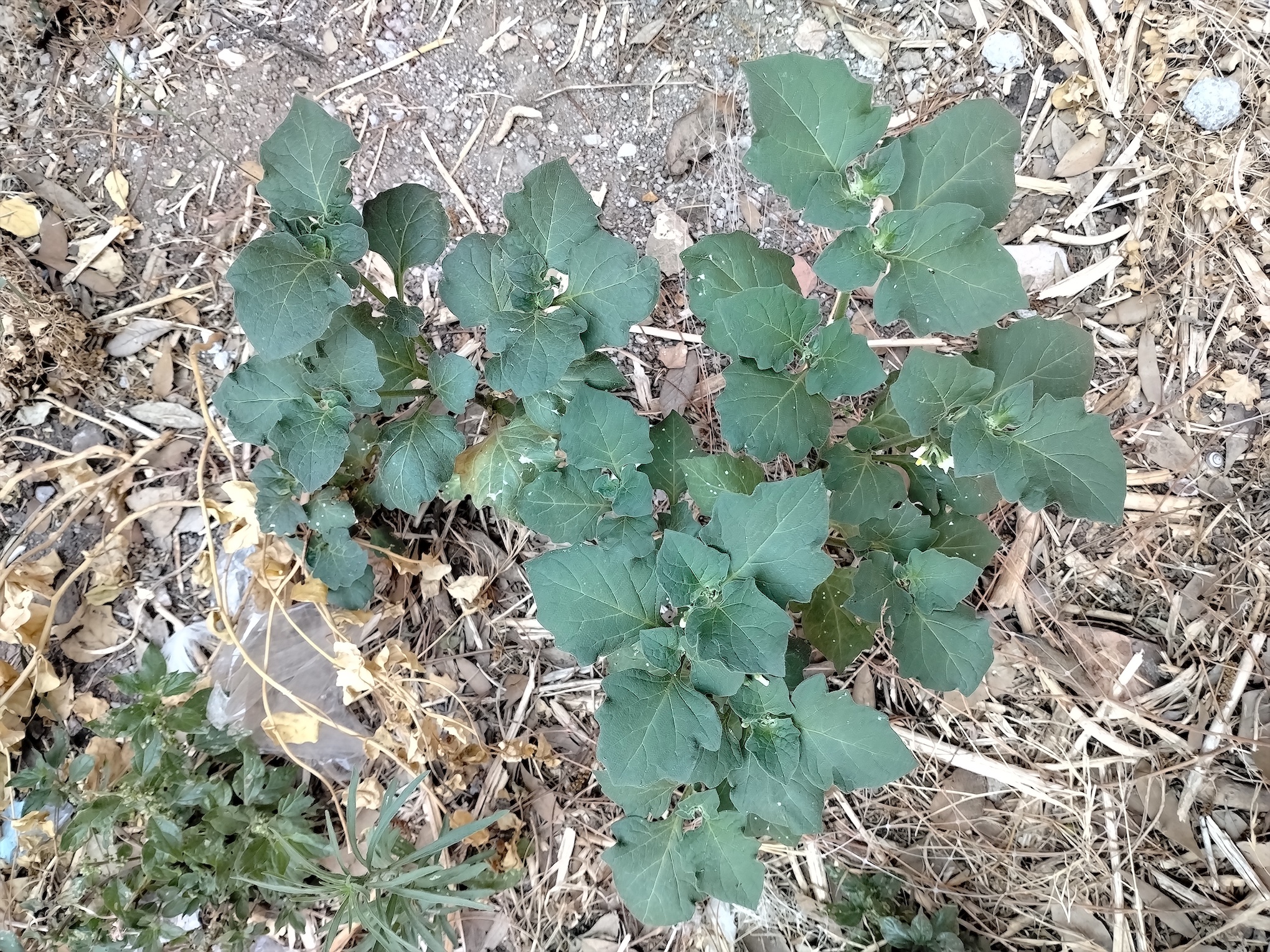 solanum cf. villosum rom latium italien_20260728_162918.jpg