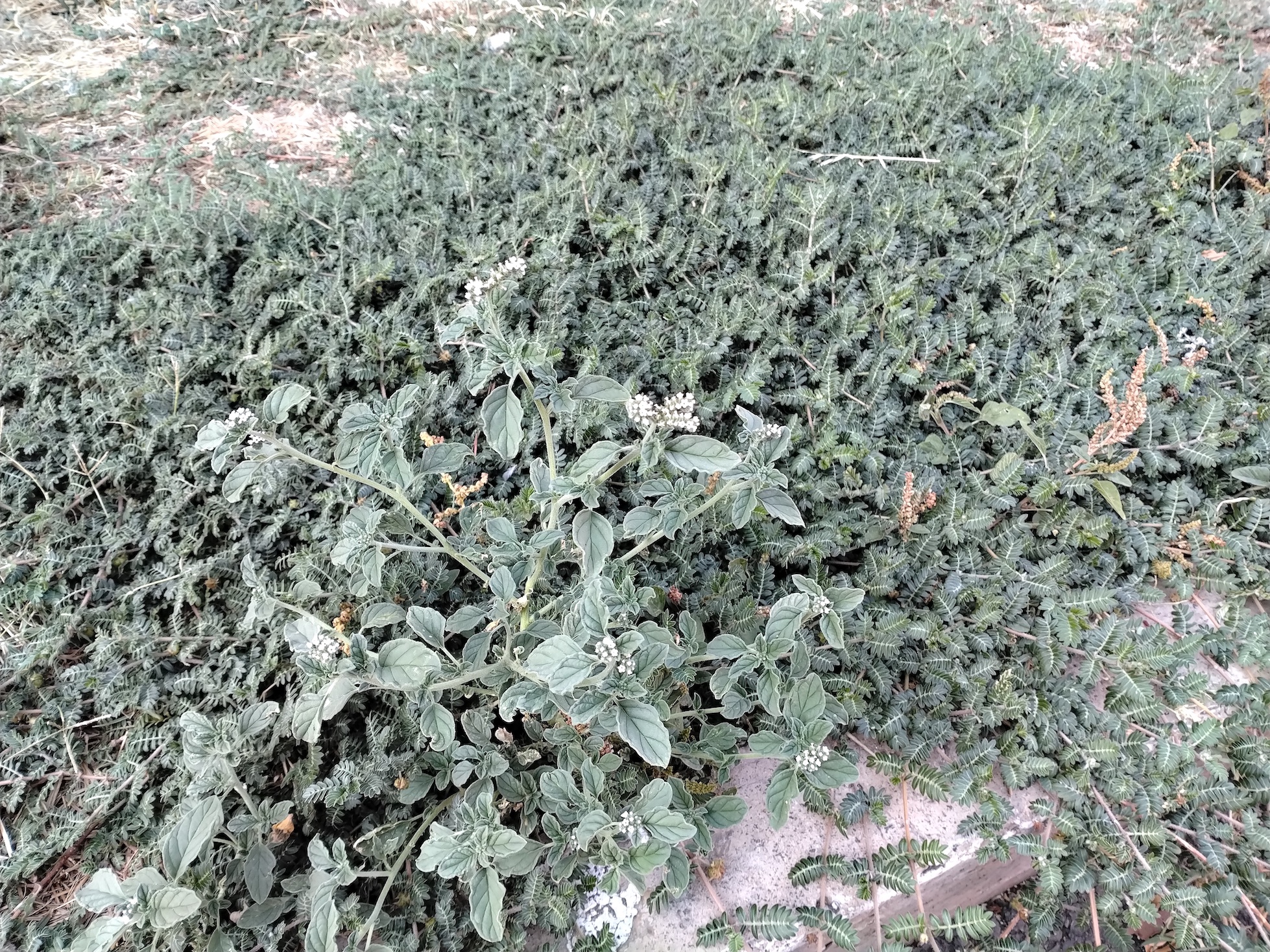 tribulus terrestris und heliotropium europaeum rom latium italien_20260728_173657.jpg
