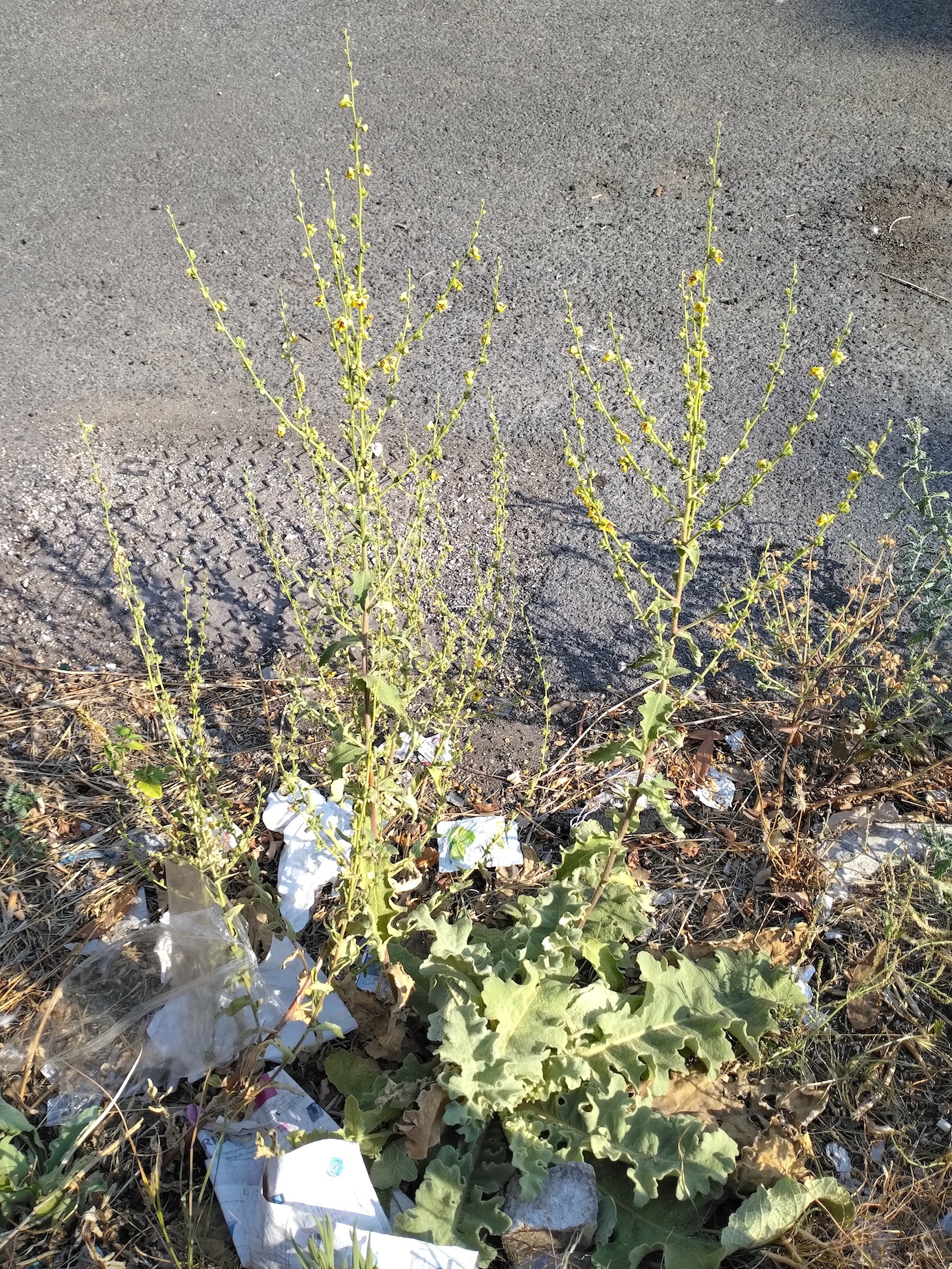 verbascum sinuatum rom latium italien_20260728_173850.jpg