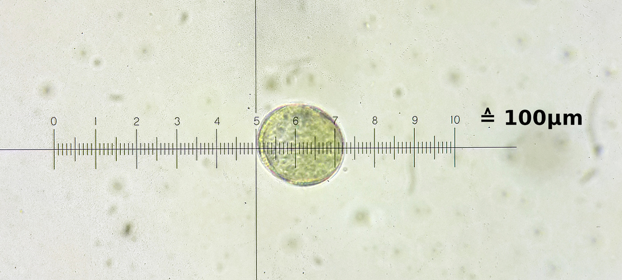 MikroX13.jpg