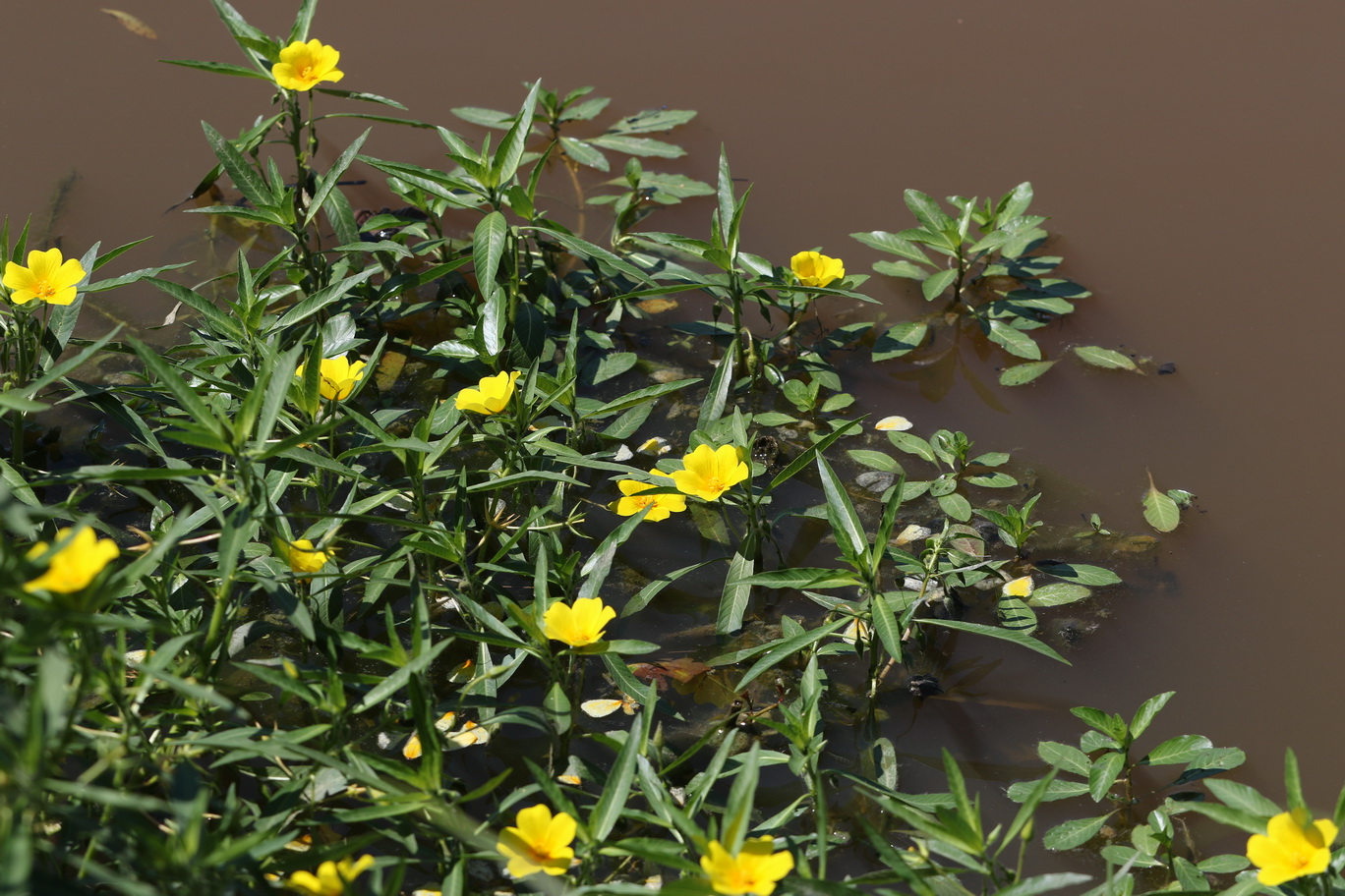 Ludwigia.grandiflora.eingeb.St-Oberrakitsch-Teiche.Ehrenteich. 29.07.2026.JPG