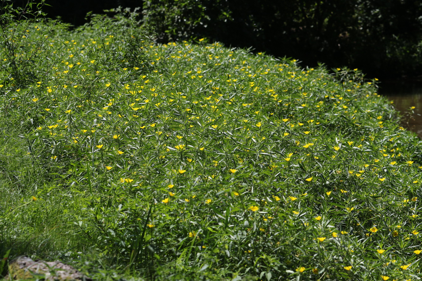 Ludwigia.grandiflora.eingeb.St-Oberrakitsch-Teiche.Ehrenteich.29.07. 2026.JPG