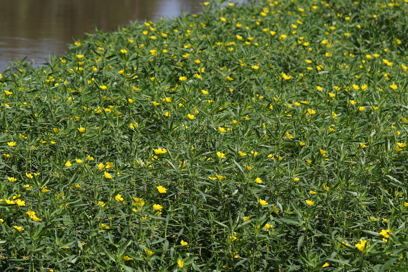 Ludwigia.grandiflora.eingeb.St-Oberrakitsch-Teiche.Ehrenteich 29.Juli.2026.JPG