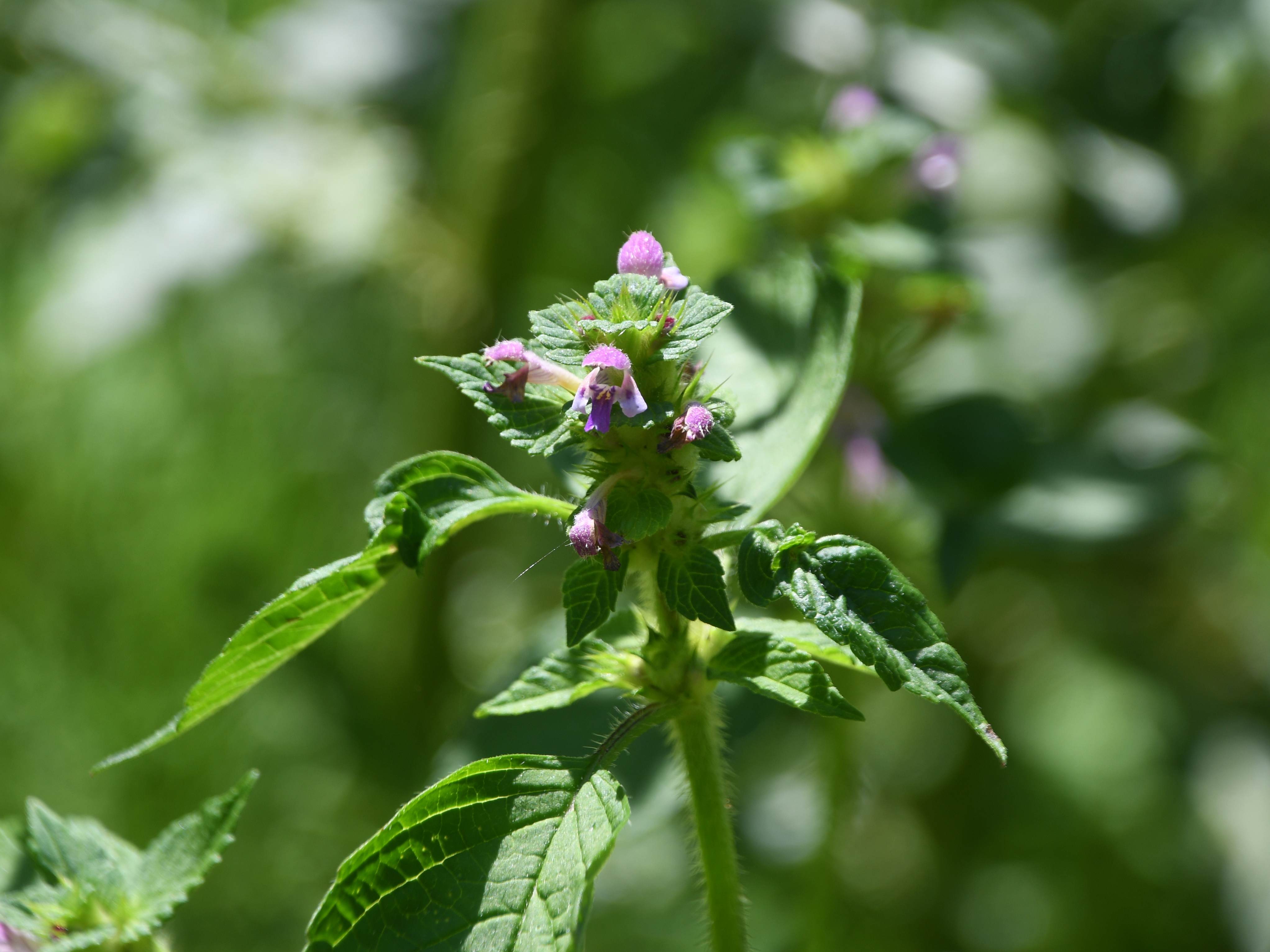 Kernhof - 30072026 - (653) - - Galeopsis bifida.JPG