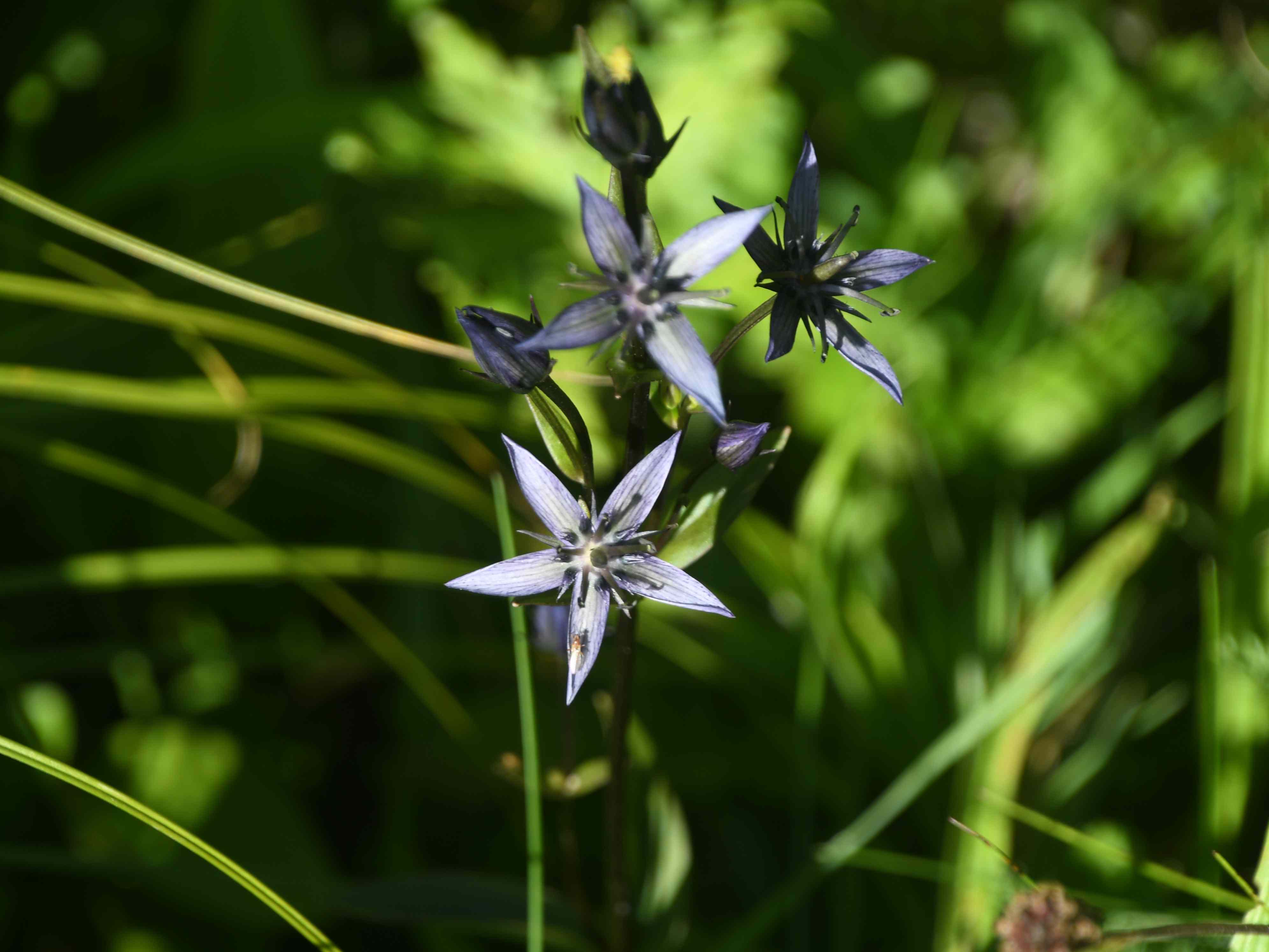 Gaming - 25072026 - (590) - Swertia perennis - Tarant.JPG