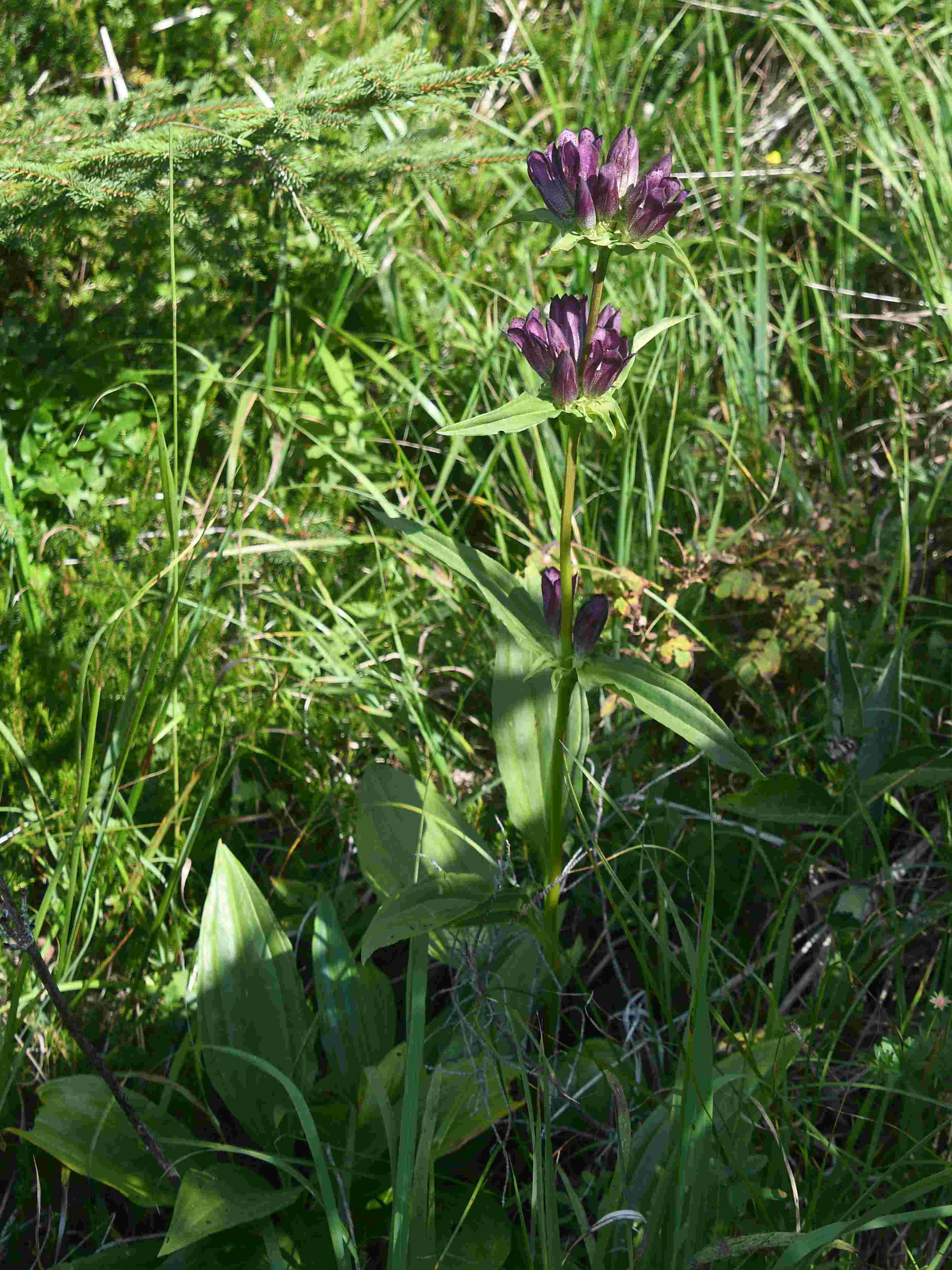 Kernhof - 30072026 - (820) - Gentiana pannonica - Ostalpen-Enzian.JPG