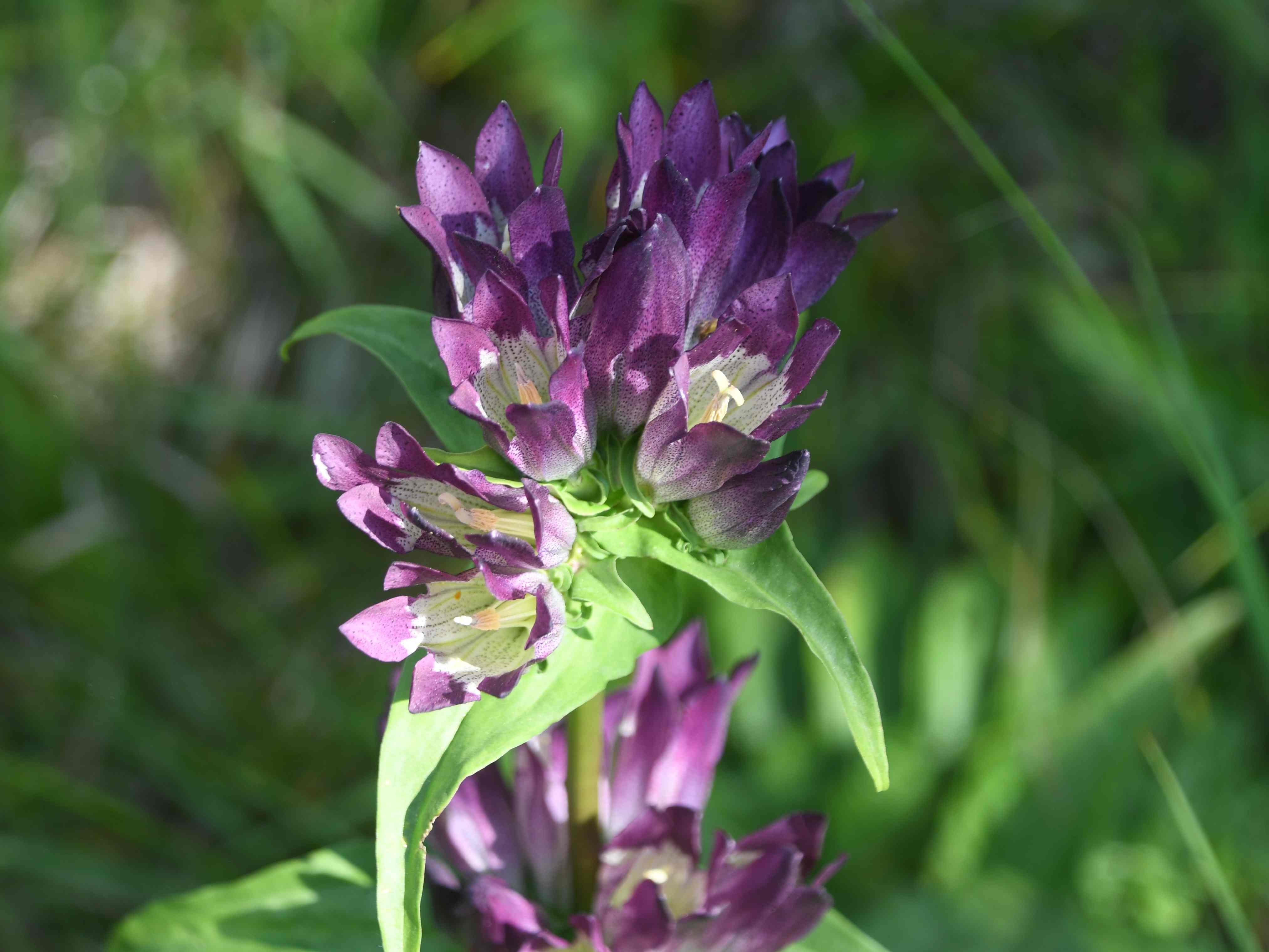 Kernhof - 30072026 - (821) - Gentiana pannonica - Ostalpen-Enzian.JPG