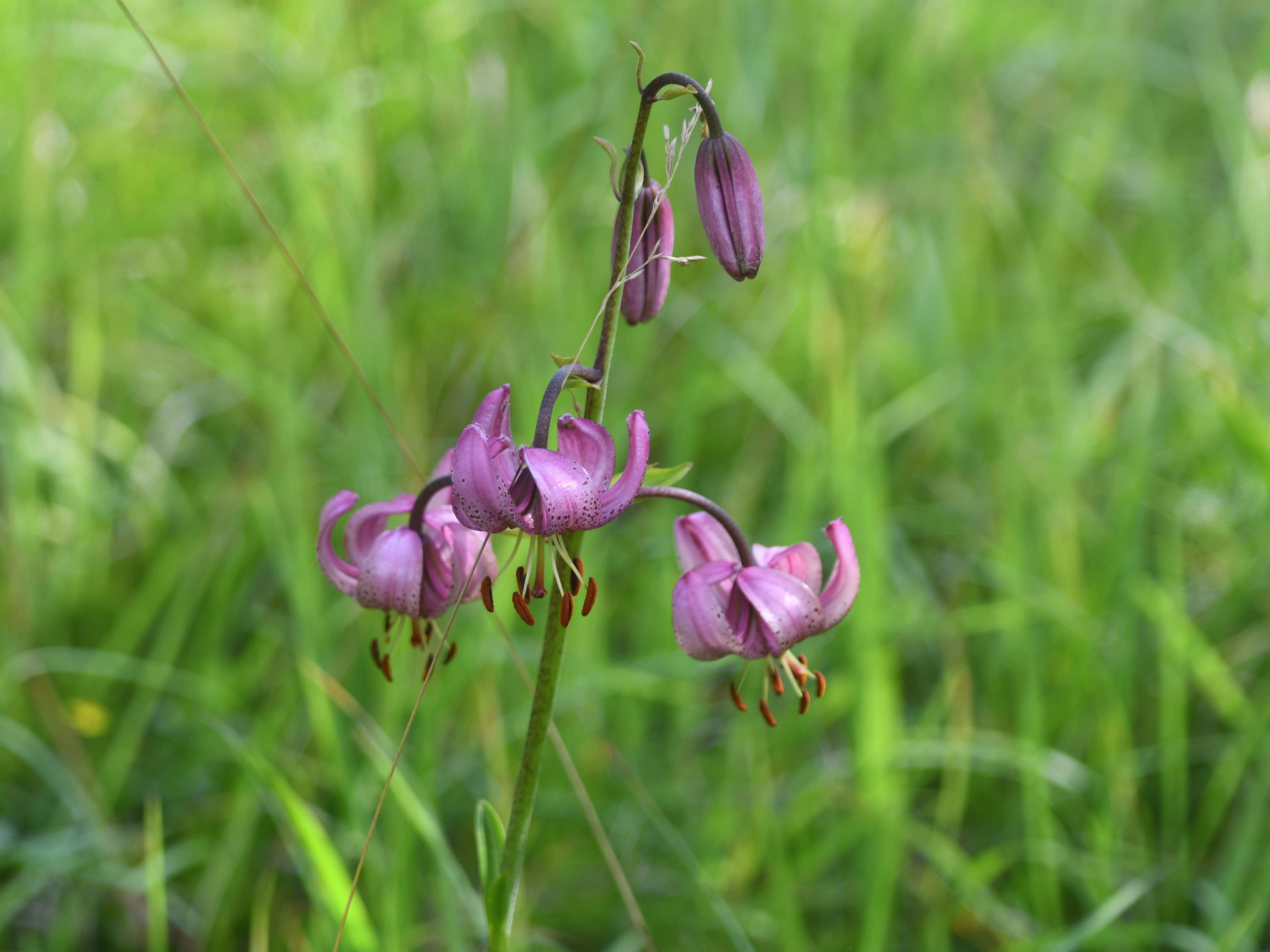 Kernhof - 30072026 - (843) - - Lilium martagon - Türkenbund.JPG