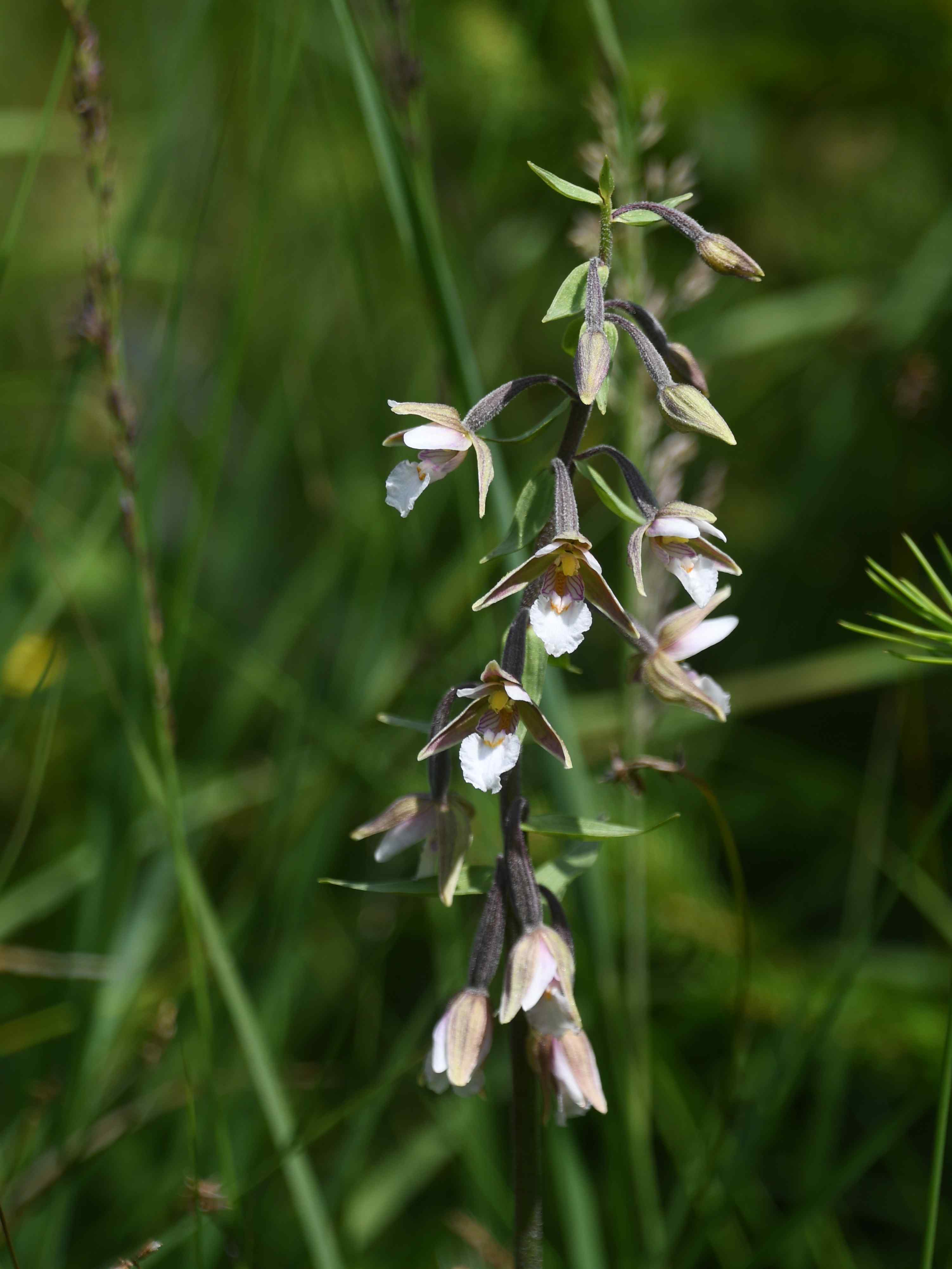 Kernhof - 30072026 - (750) - Epipactis palustris - Sumpf-Ständelwurz.JPG