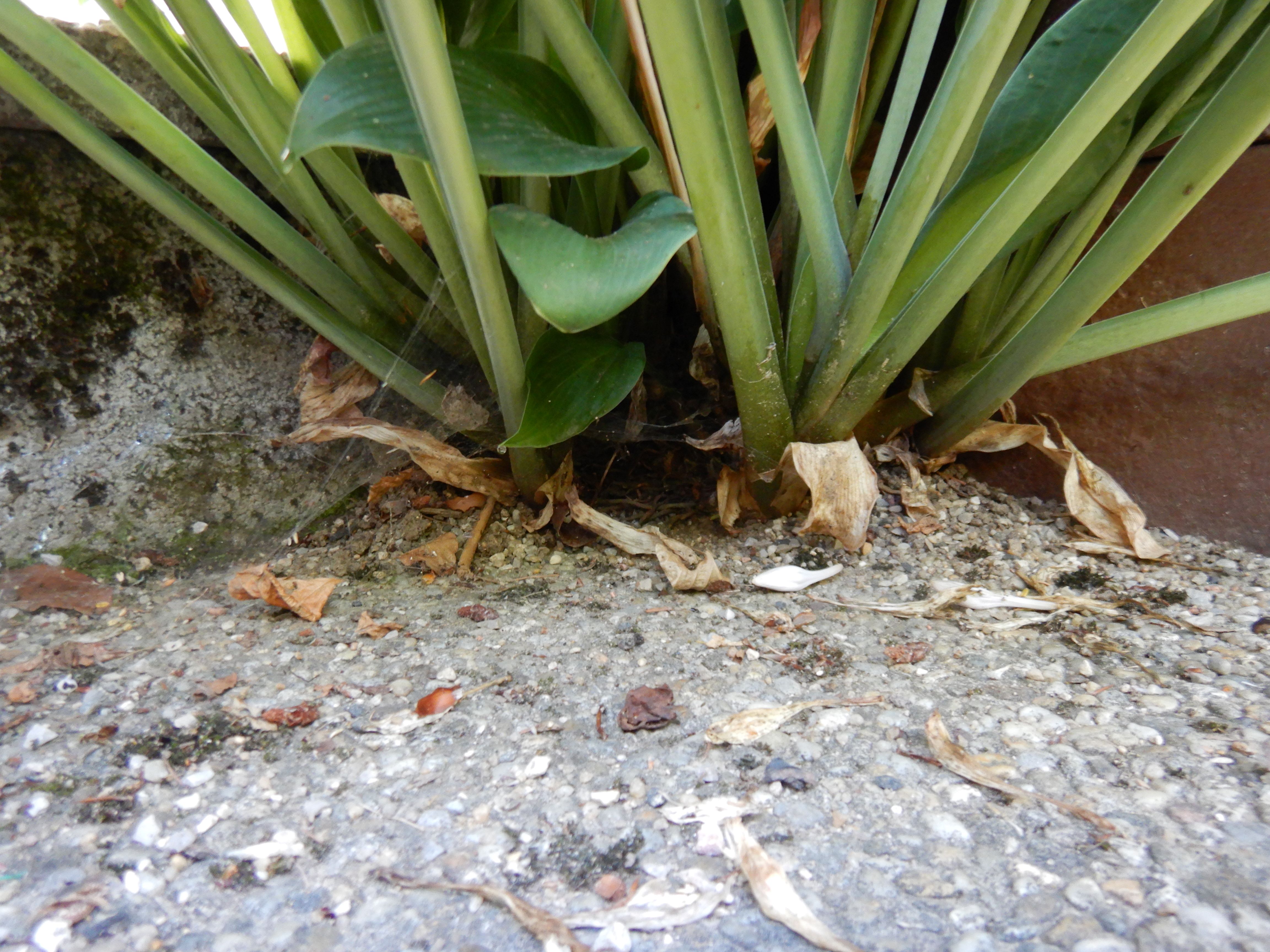 DSCN1954 hosta sieboldiana verwildert, altenberg, 2026-07-22.jpg