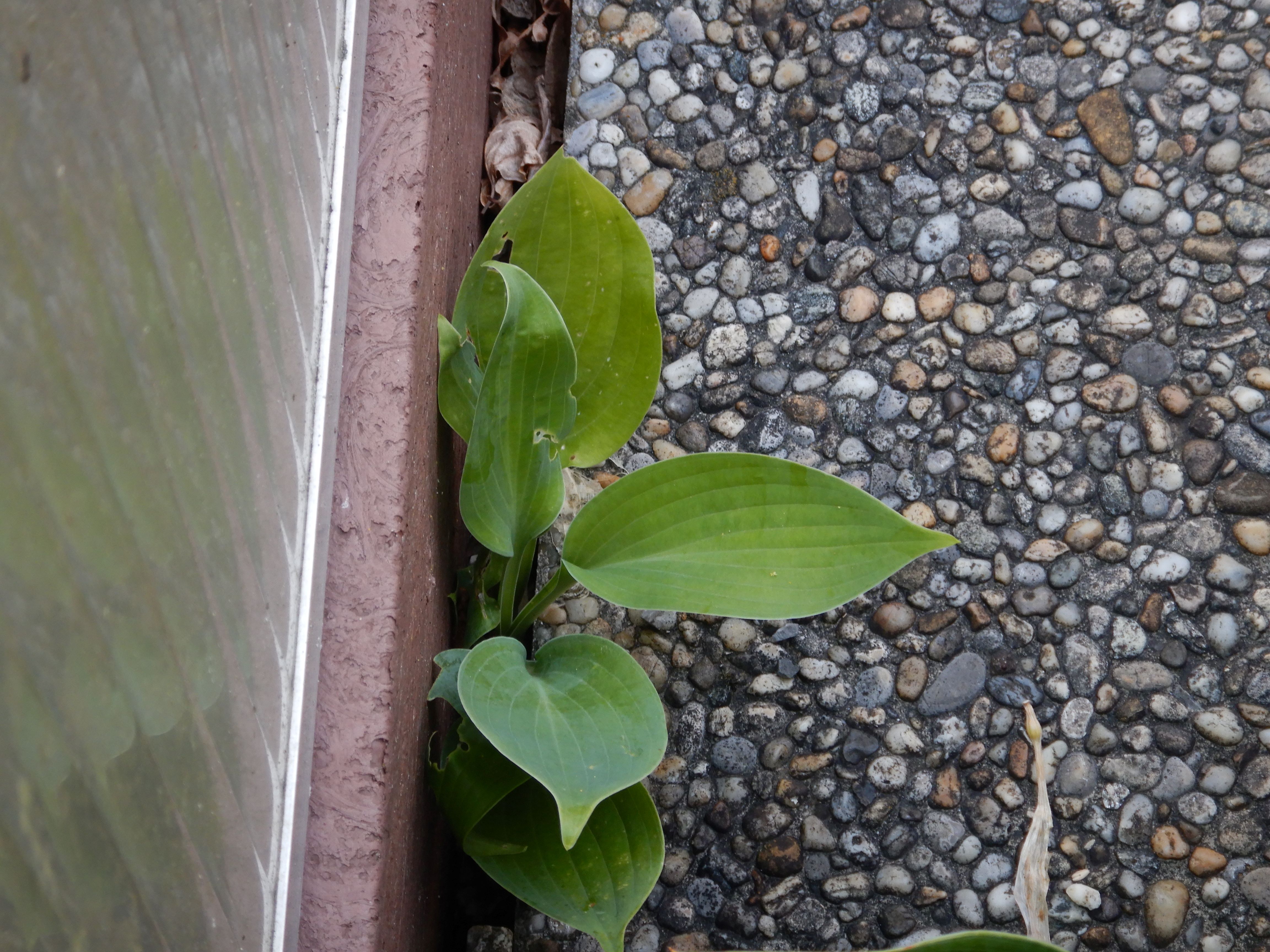 DSCN1958 hosta sieboldiana verwildert, altenberg, 2026-07-22.jpg