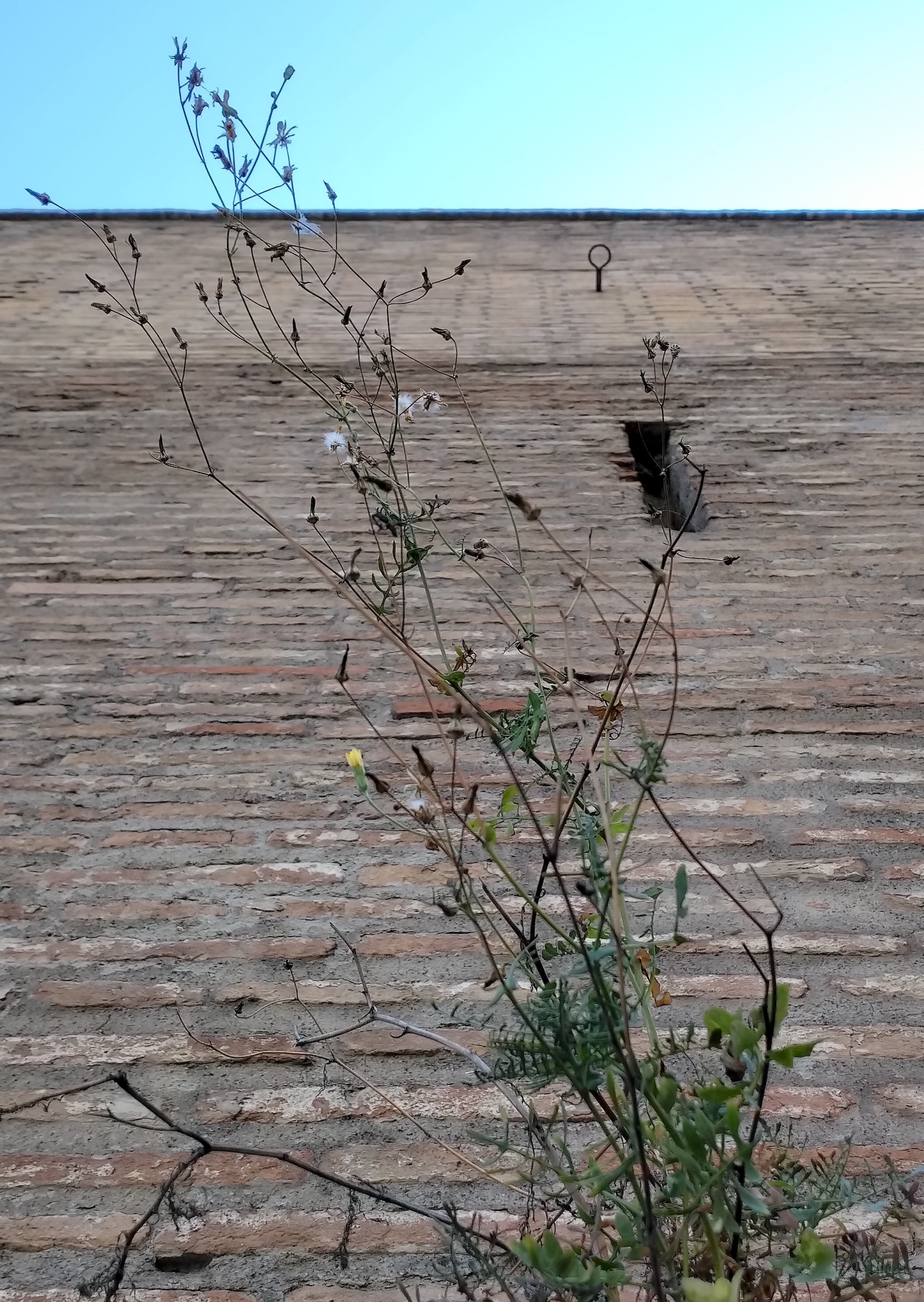 sonchus tenerrimus rom latium italien_20260729_152702 21.31.02.jpg