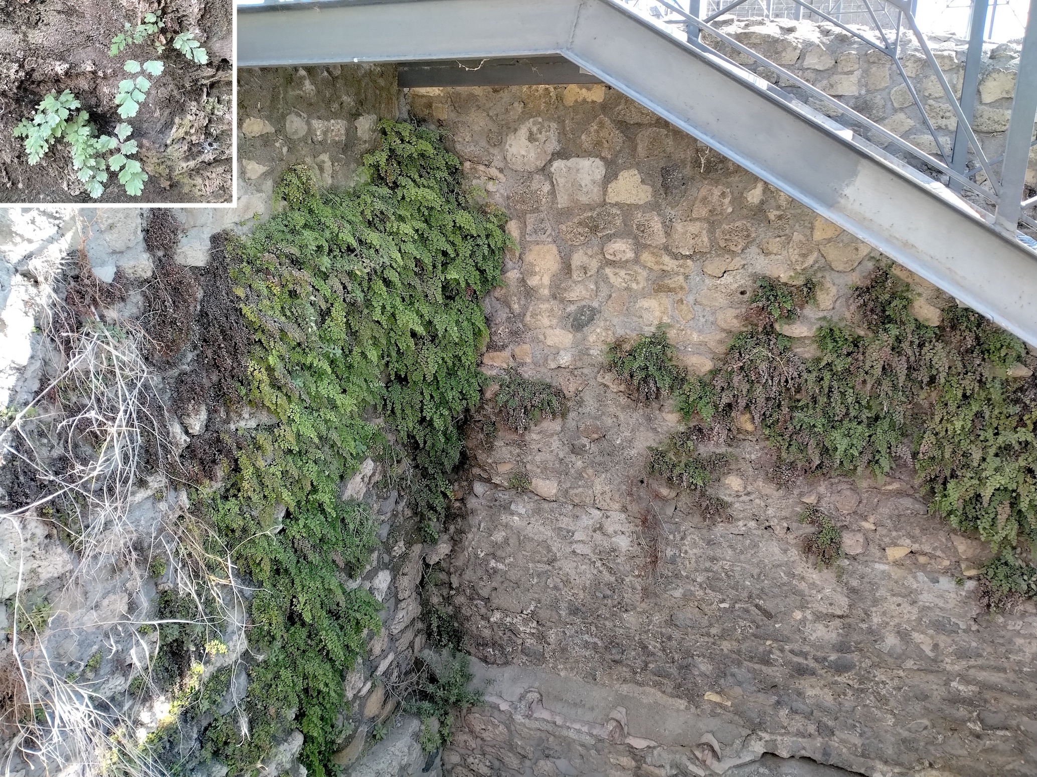 adiantum capillus-veneris pompeii kampanien italien_20260731_101926.jpg