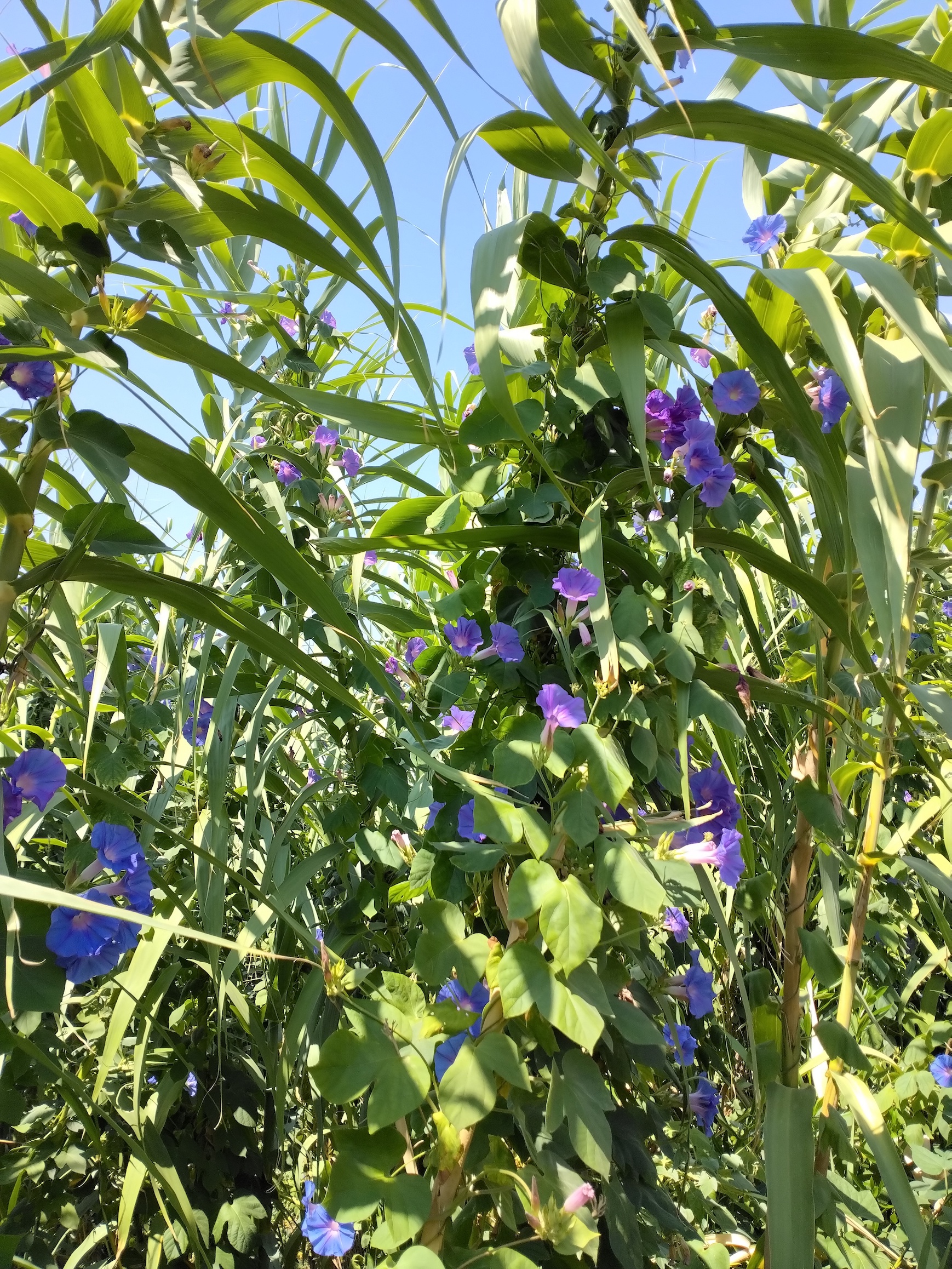 arundo donax mit ipomoea sp._20260731_130310.jpg