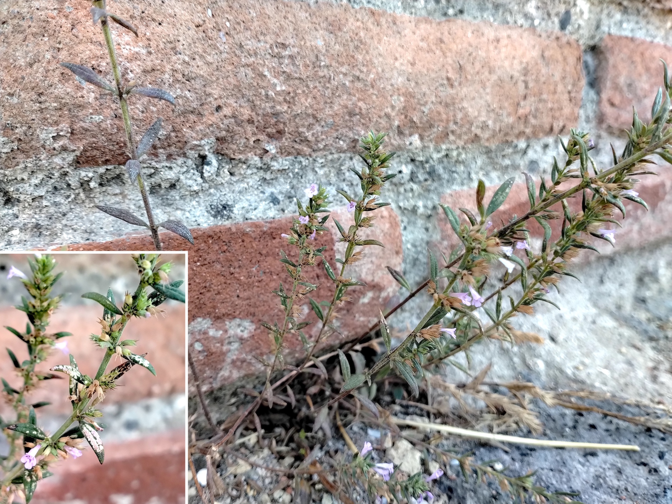 micromeria graeca pompeii kampanien italien_20260731_093648.jpg