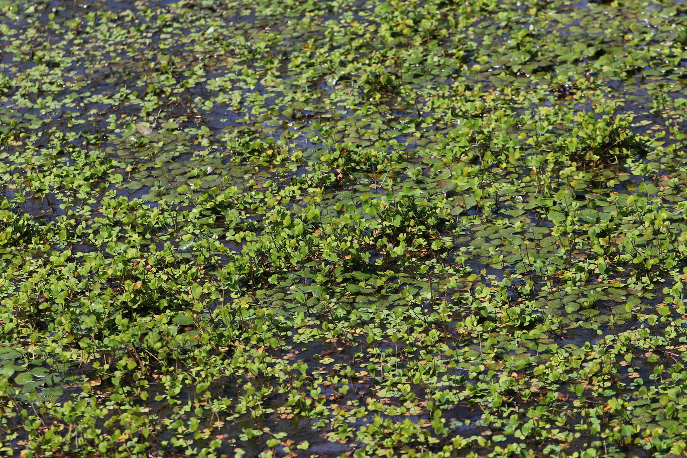 Marsilea.quadrifolia.St-Stangdorfer.Teiche.Dreieckteich.W.der.Str.28.Juli.26.JPG