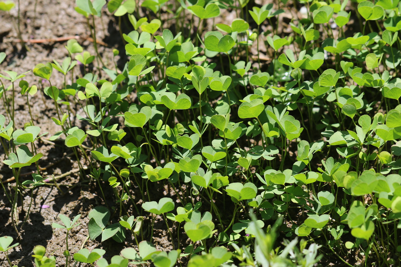 Marsilea.quadrifolia.St-Stangdorfer.Teiche.nördlicher.kl.Teich.28.Juli .26.JPG
